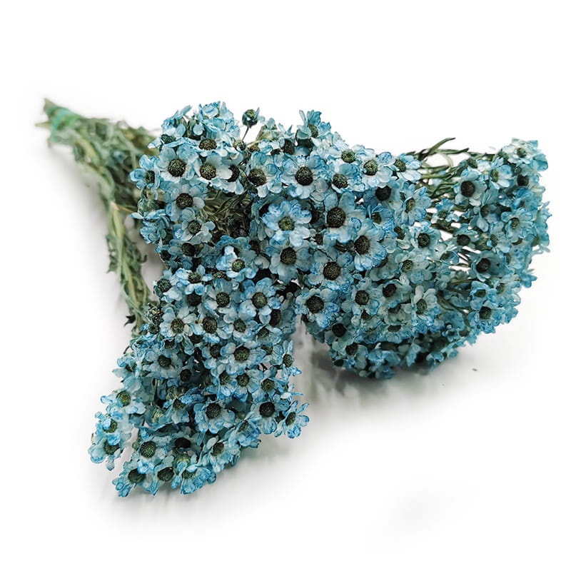 Oxodia Séchée – Bleue