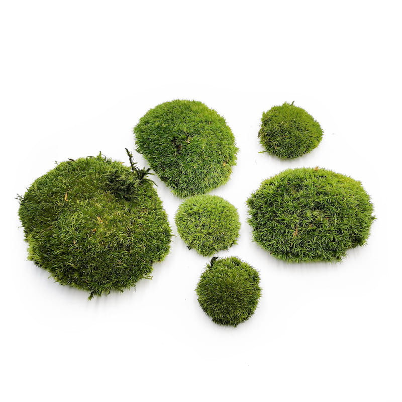 Mousse boule – Vert Foncé Naturel – 0,5m² (100x50cm) – France