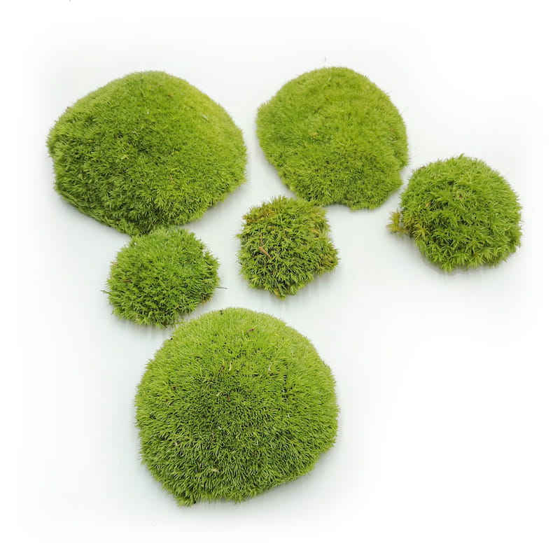 Mousse boule – Vert Clair Naturel – 0,5m² (100x50cm) – France