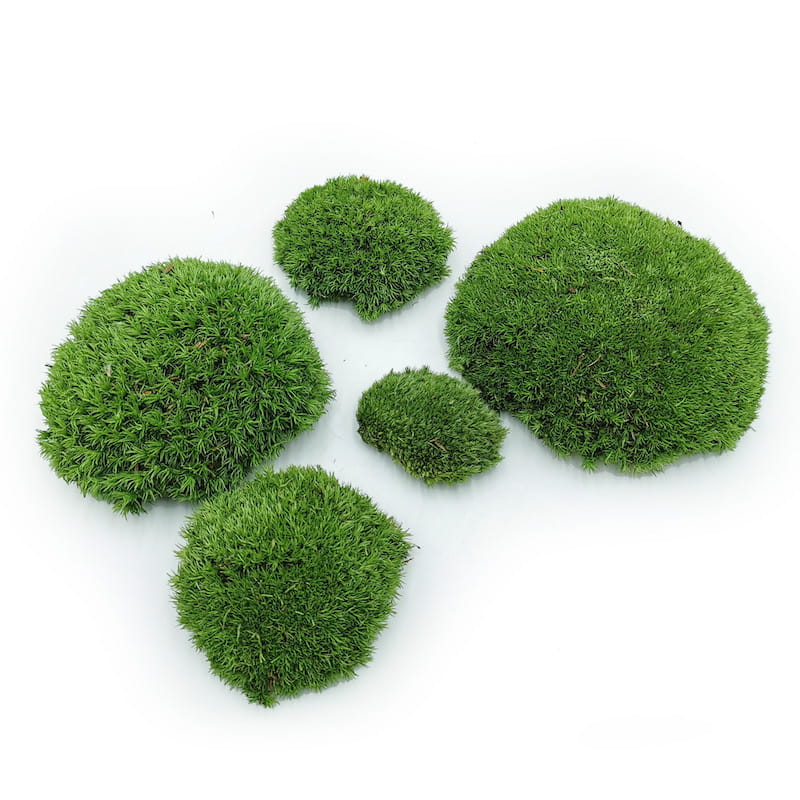 Mousse boule – Vert Moyen Naturel – 0,5m² (100x50cm) – France