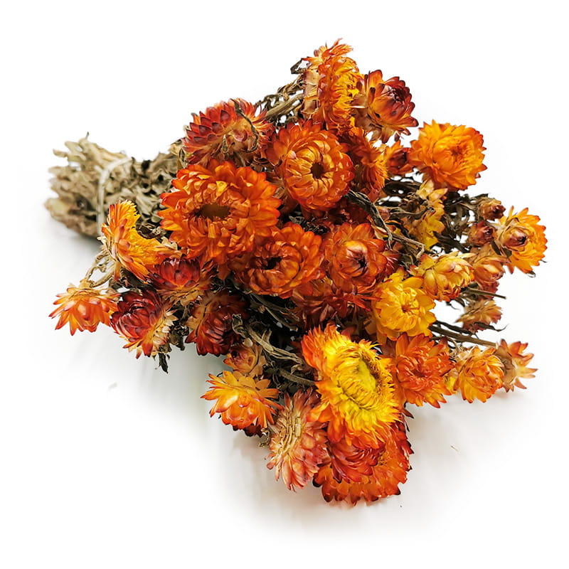 Immortelle Séchée – (Helichrysum) – Orange