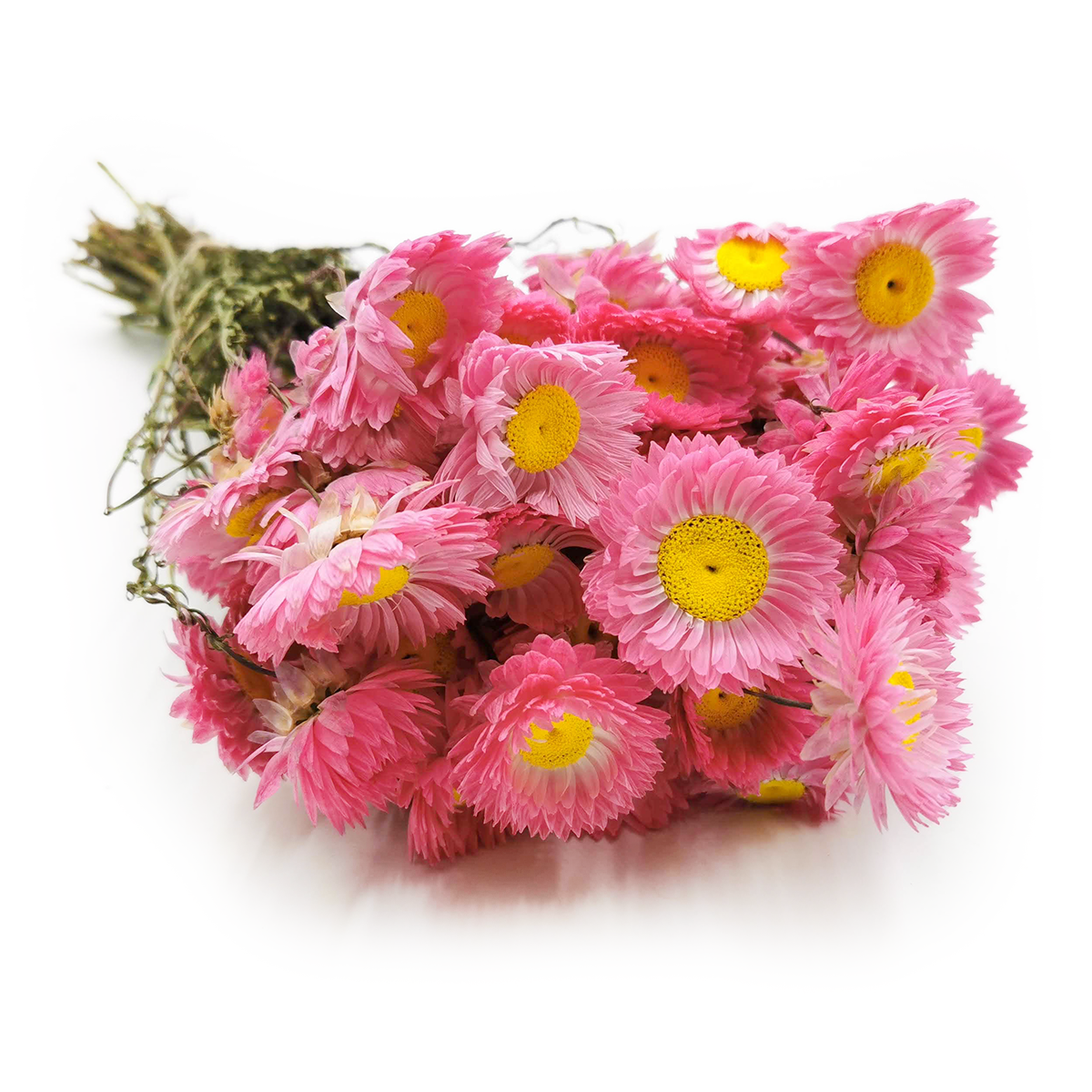 Acroclinium séché – (Rhodanthe) – Rose