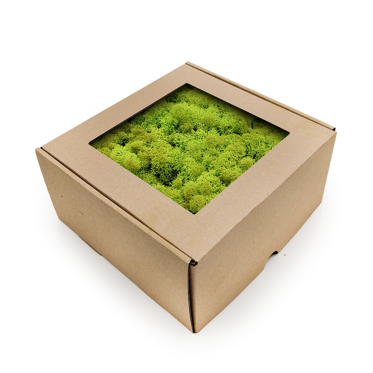 Lichen de renne stabilisée – Norvège – Vert printemps 50 g NET