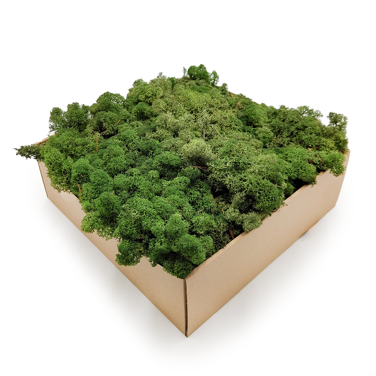 Mousse de renne de Norvège stabilisée – Vert bouteille 5 kg NET