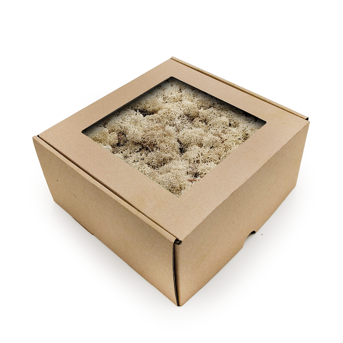 Lichen de renne de Norvège stabilisée – Naturelle – Blanche 50 g
