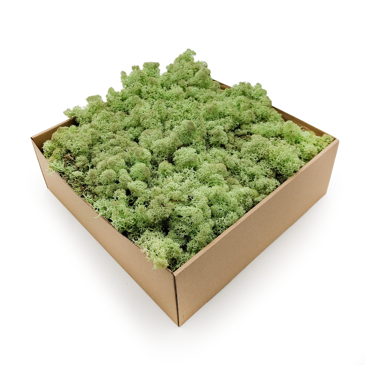 Lichen de renne de Norvège – Vert menthe 5 kg NET