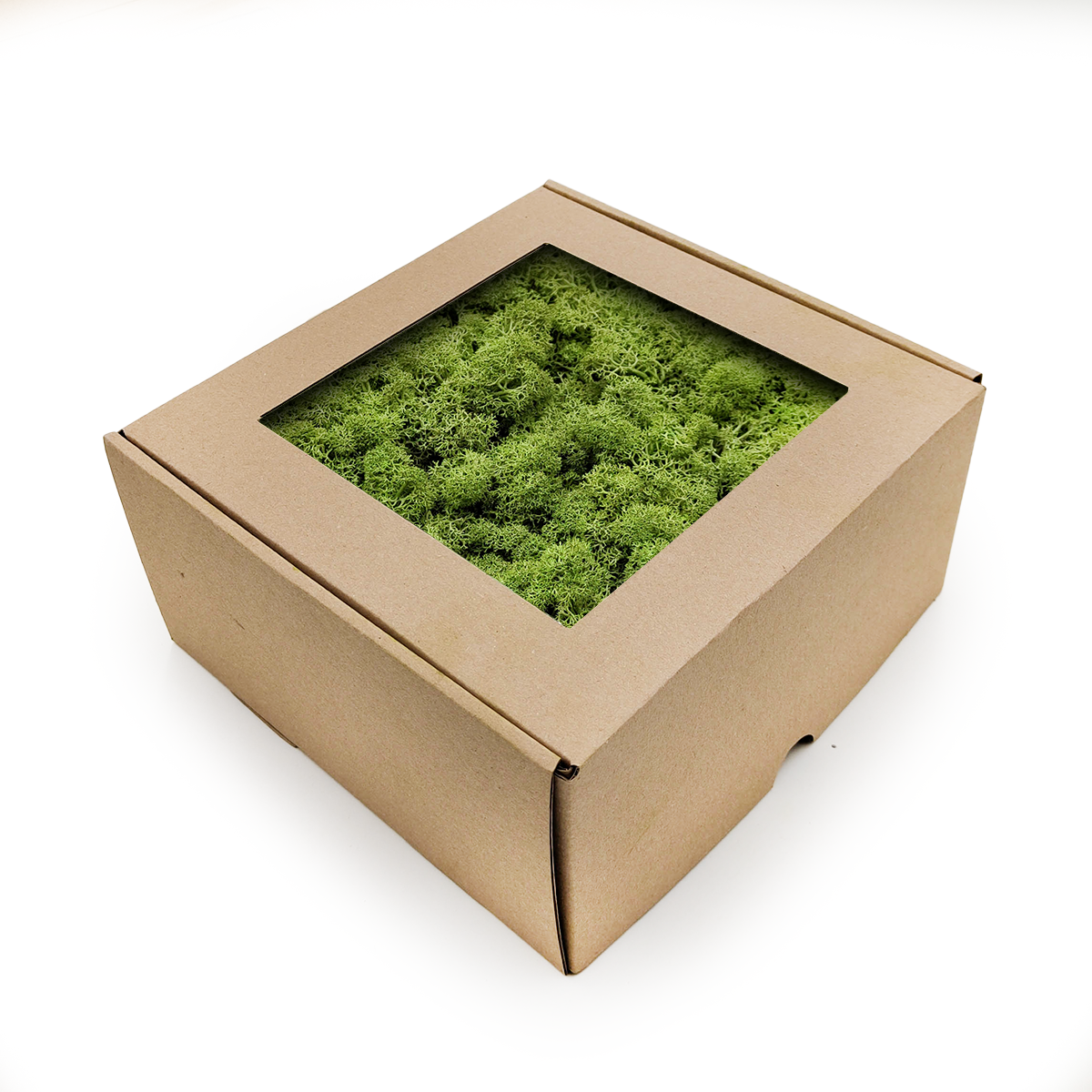 Lichen de renne stabilisée – Norvège – Vert moyen 500 g NET