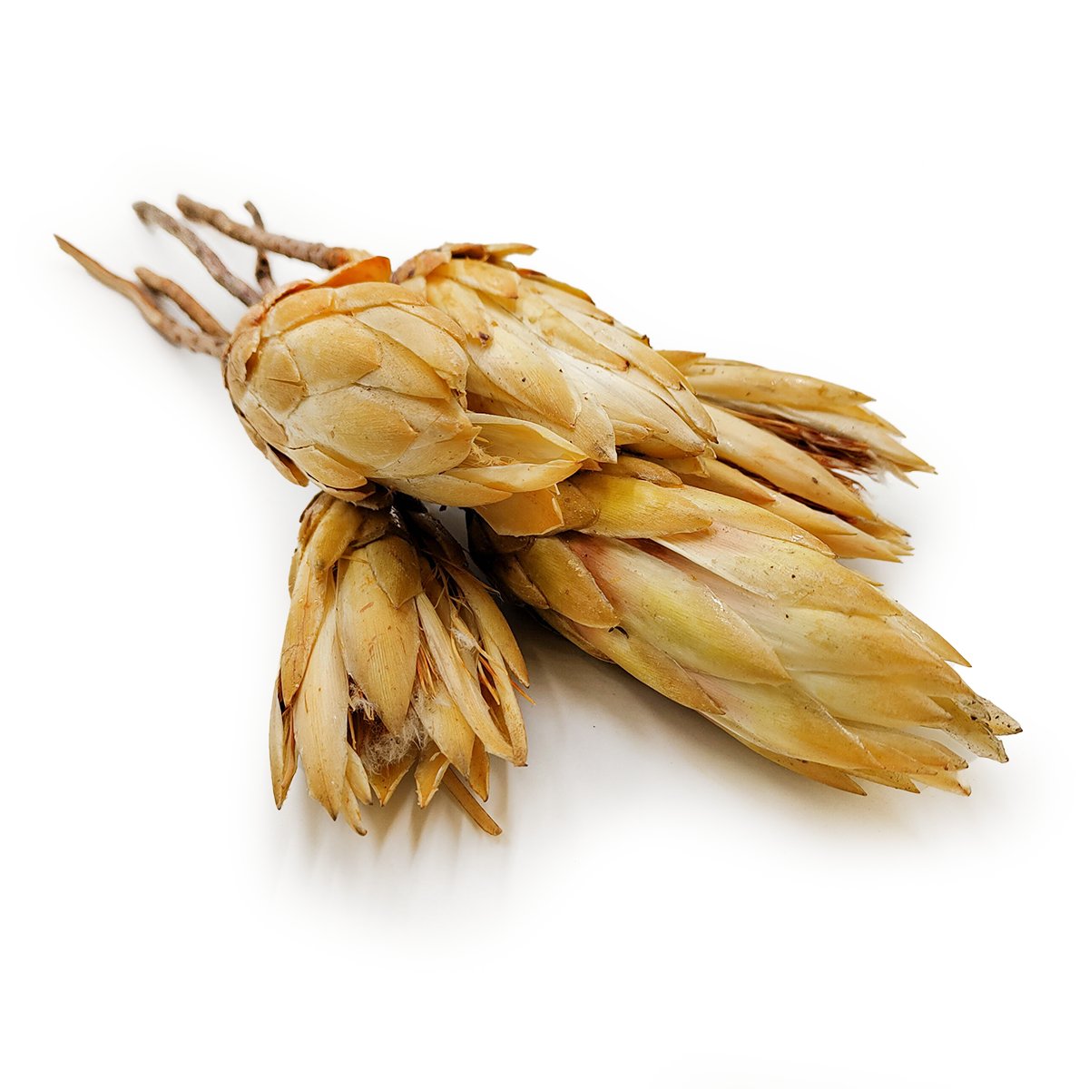 Protéa Séchée – (Protea repens) – Crème – 5 tiges