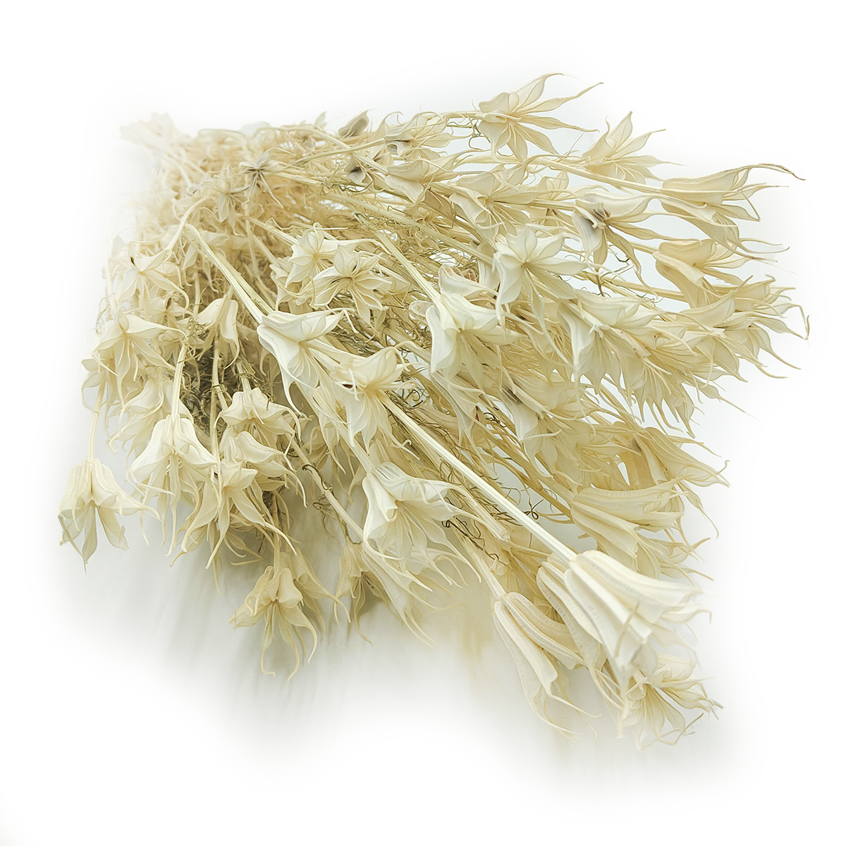 Nigelle Orientale Séchée – (Nigella Orientalis) – Blanchie