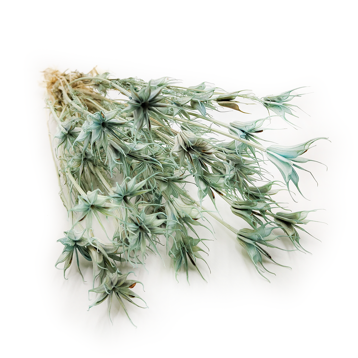 Nigelle Orientale Séchée – (Nigella Orientalis) – Menthe