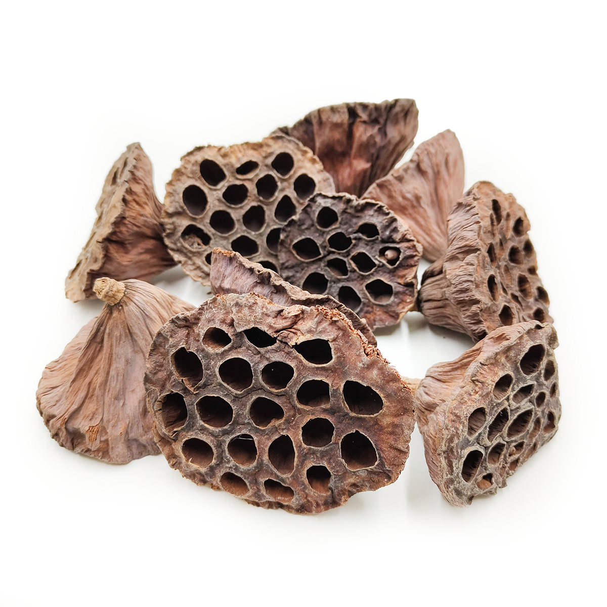 Lotus séché moyen M (Naturel) – exotique – 10 pcs