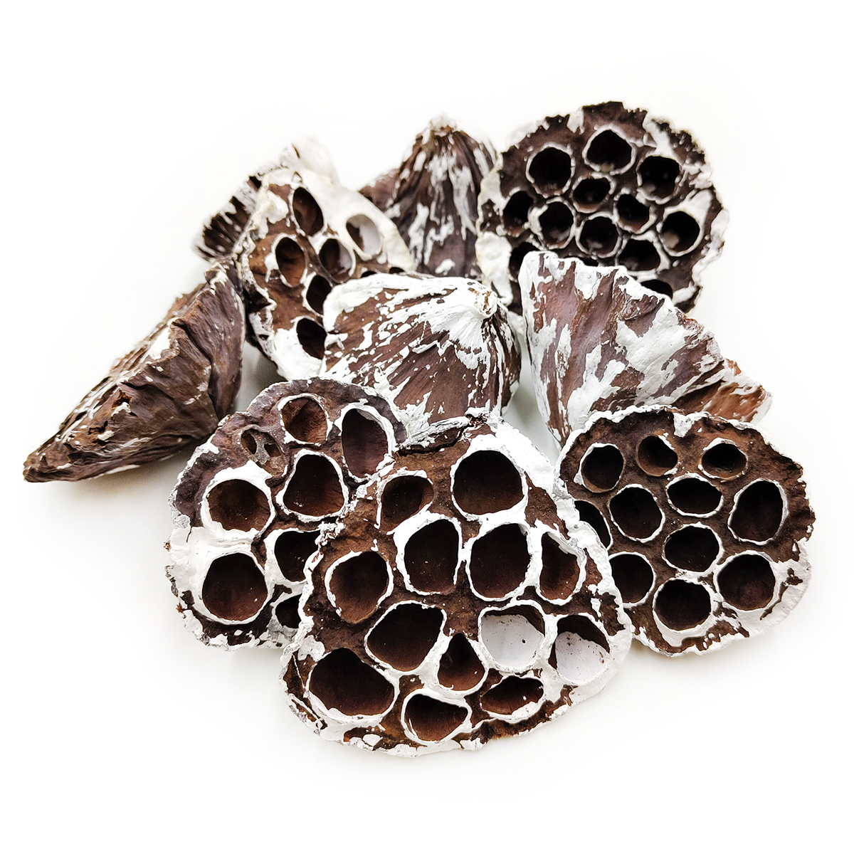 Lotus séché moyen M (Snow Tip) – exotique – 10 pcs