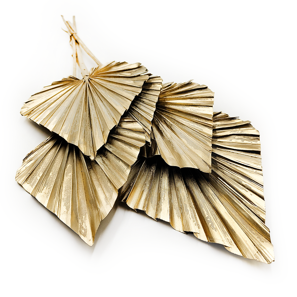 Feuille de palmier coupée, éventail, palm spear – Doré