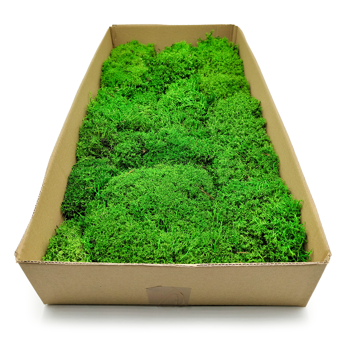 Lichen de renne stabilisée – Boule – Vert clair 100×50 cm