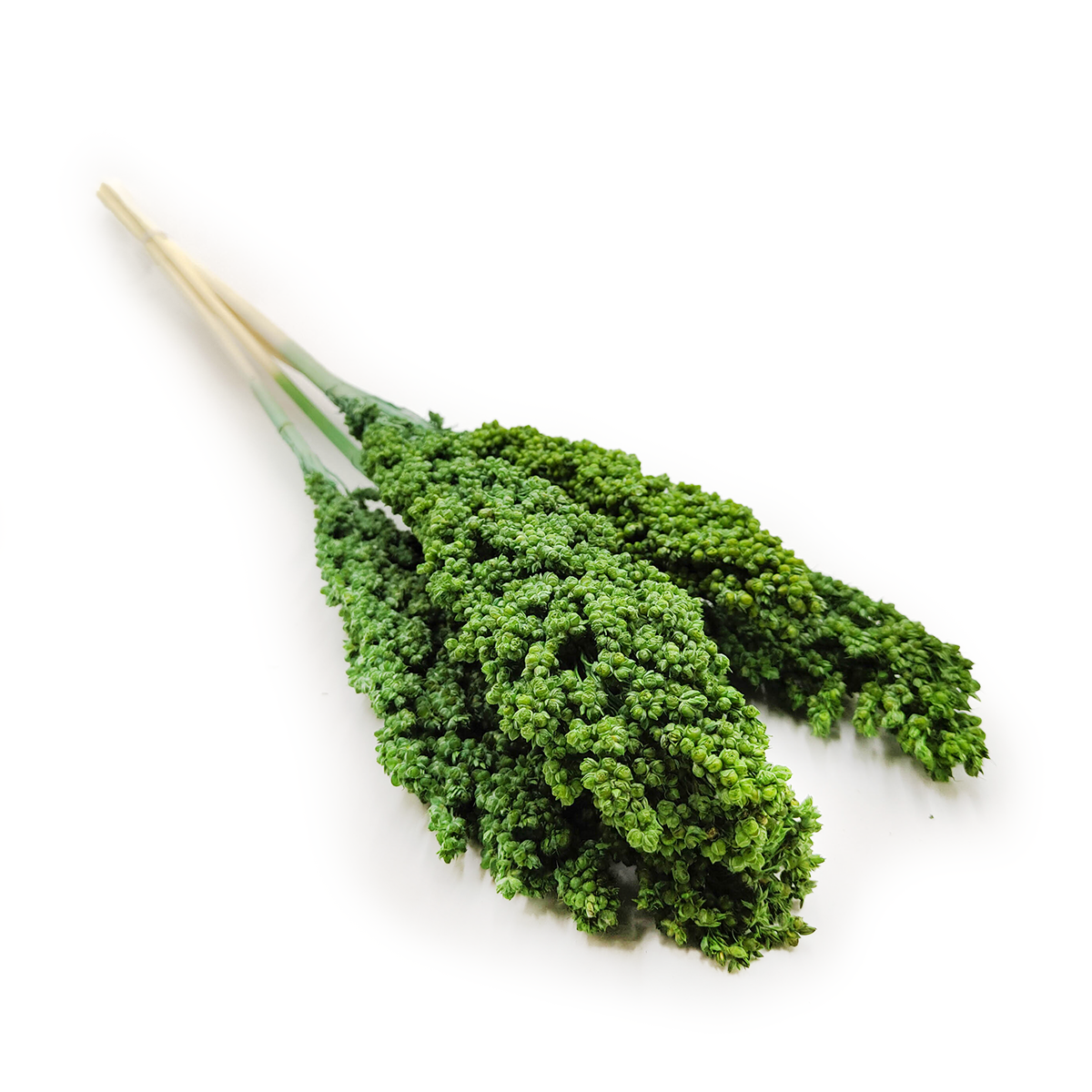 Sorgho séché – (Sorghum) – Vert – 5 tiges