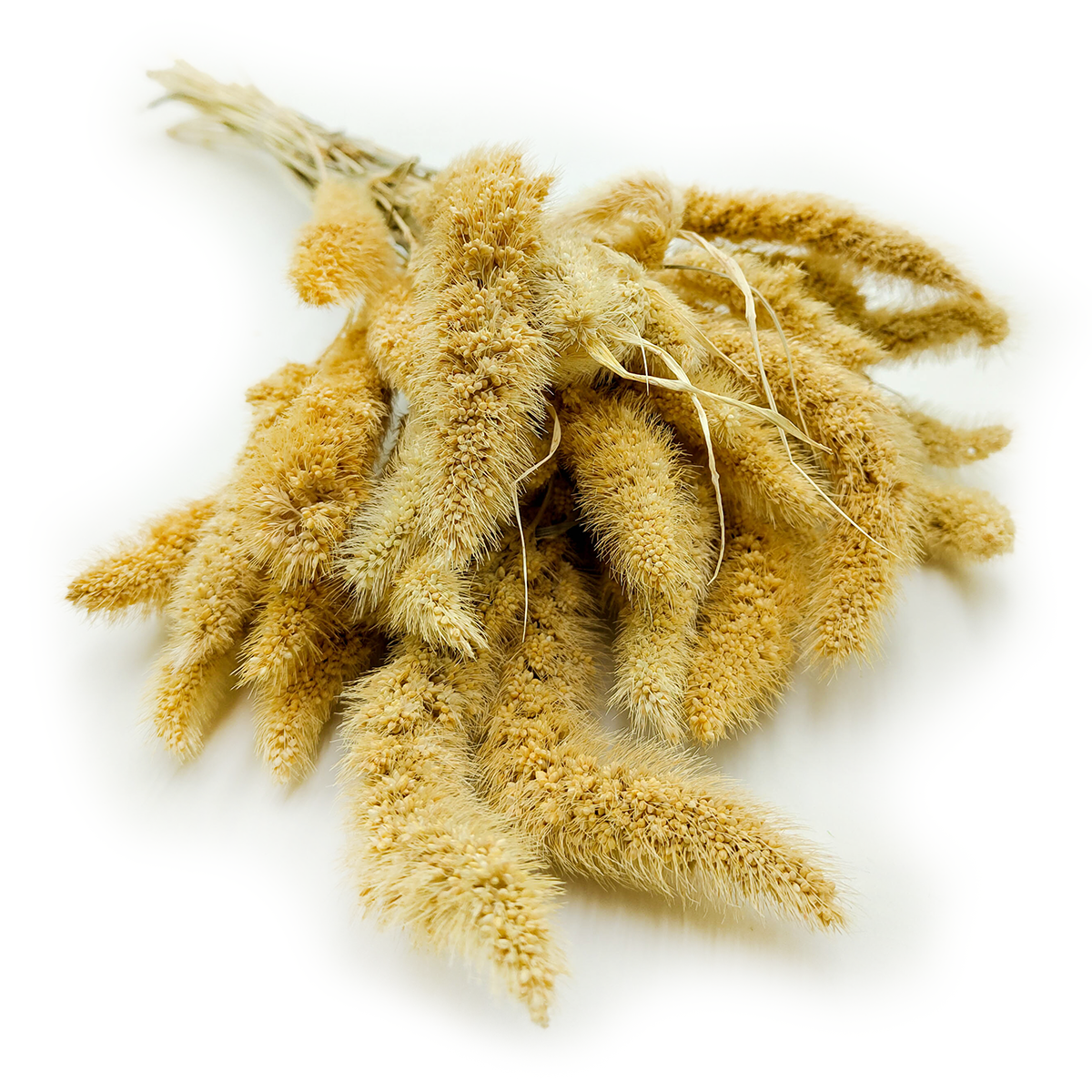 Setaria Séchée – Blanchie
