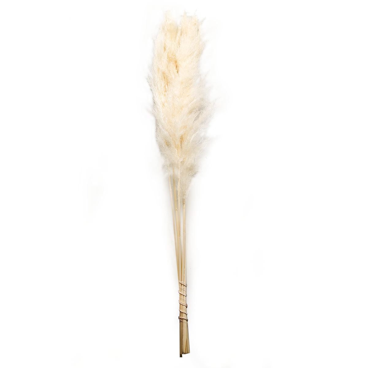 Herbe de la pampa blanchie – (Cortaderia selloana) – Bouquet de 5 tiges – 120 cm