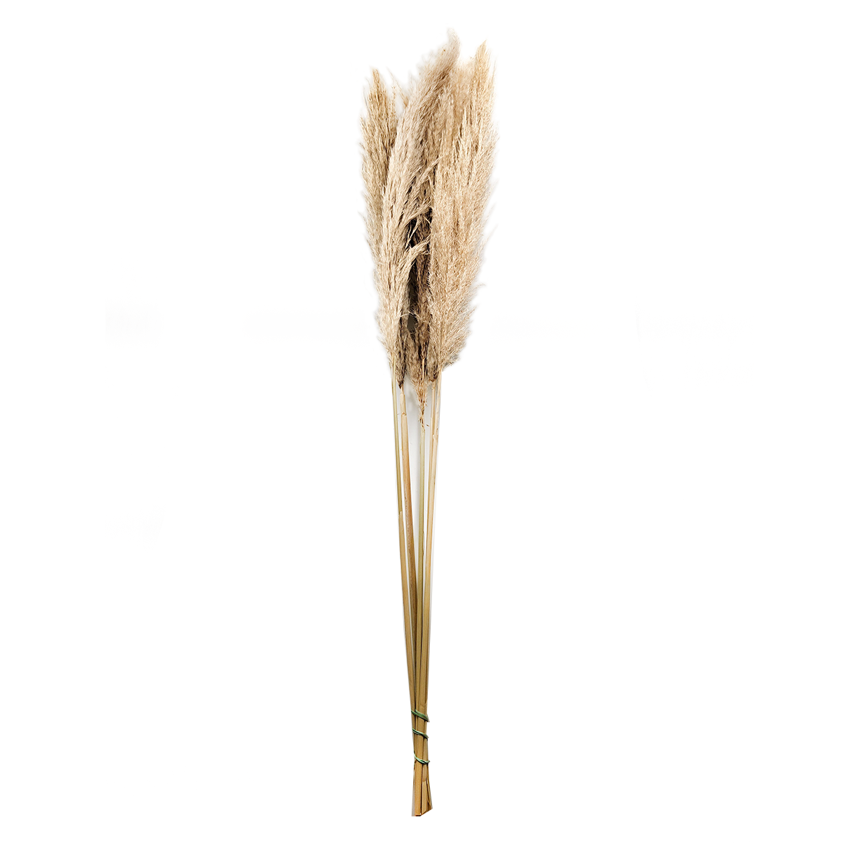 Herbe de la pampa naturelle – 120 cm – bouquet de 5 tiges