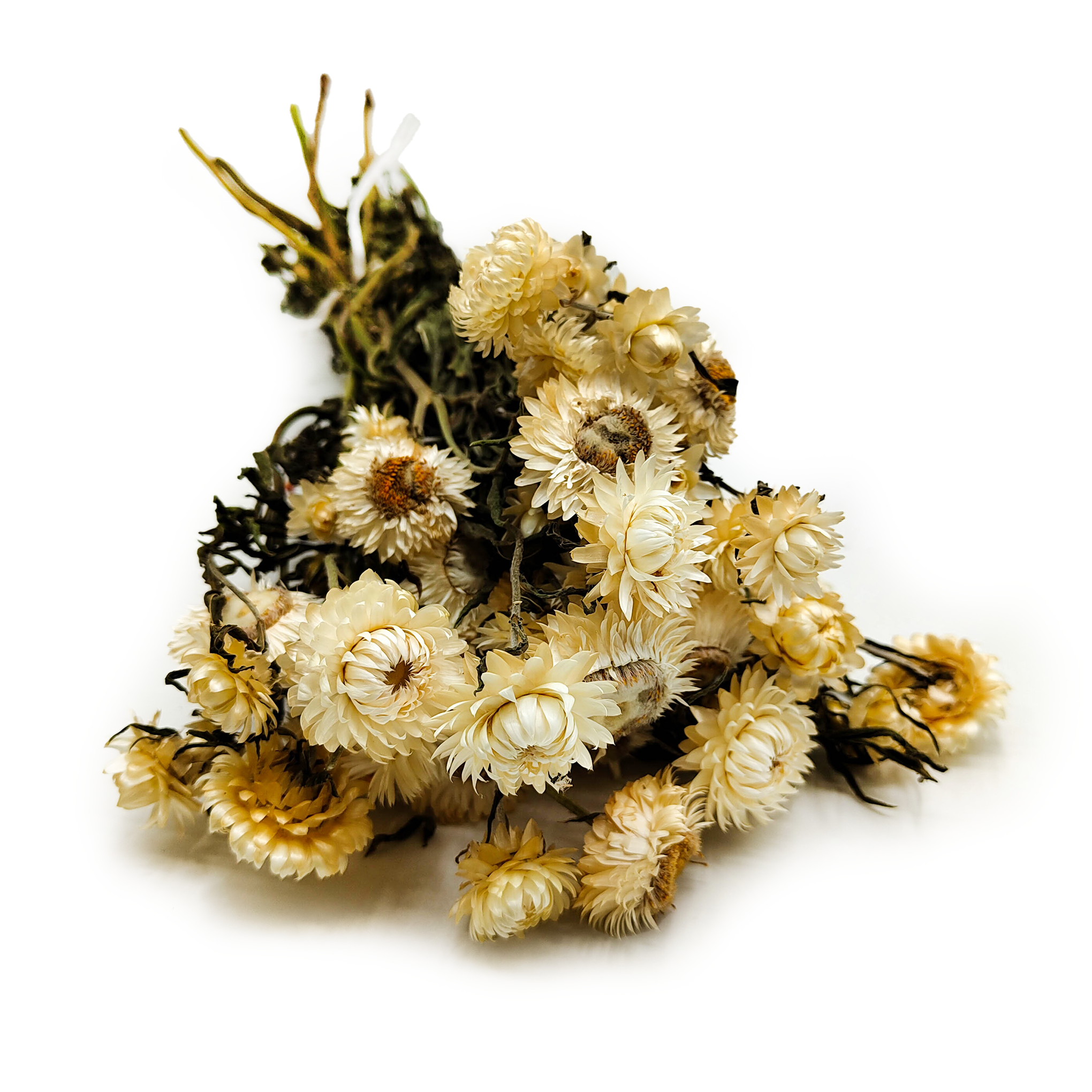 Immortelle Séchée – (Helichrysum Granvia®) – Blanche Naturelle