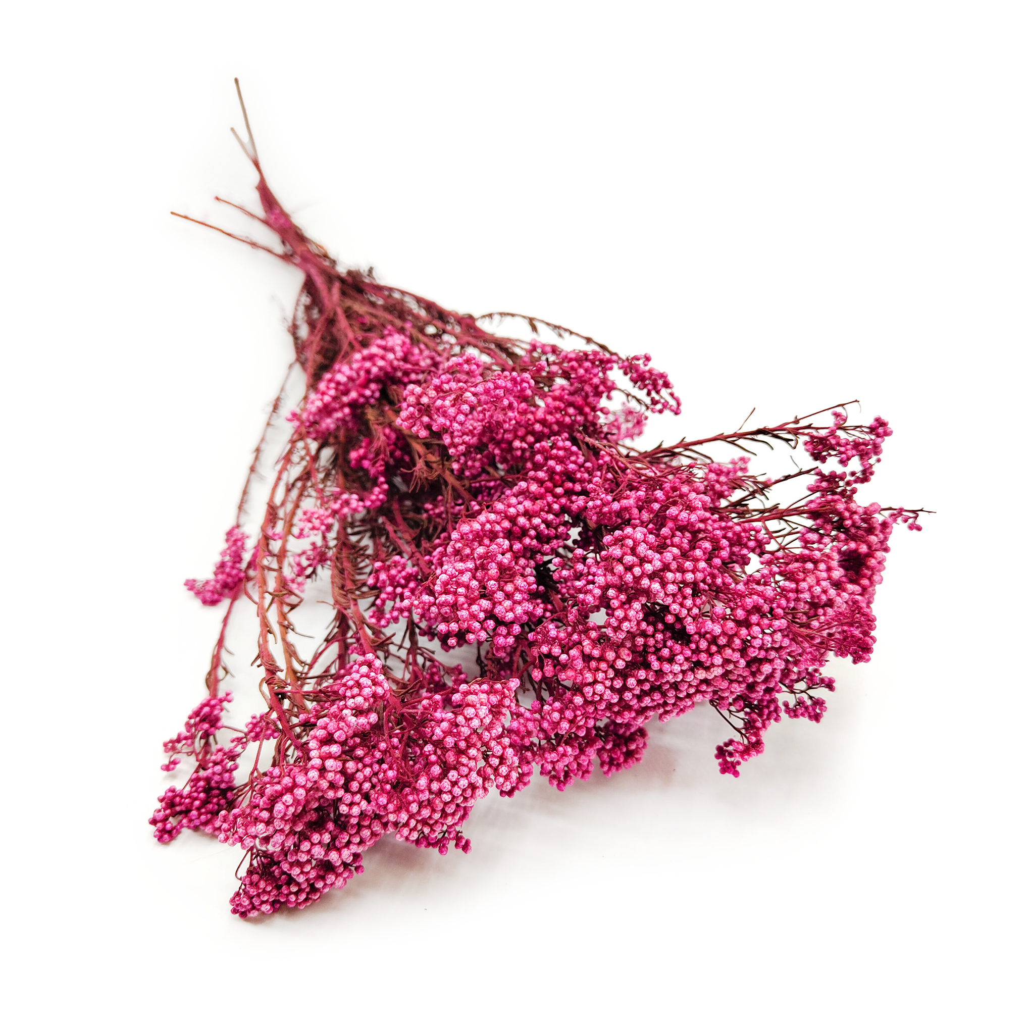 Ozothamnus Diosmi – Rose