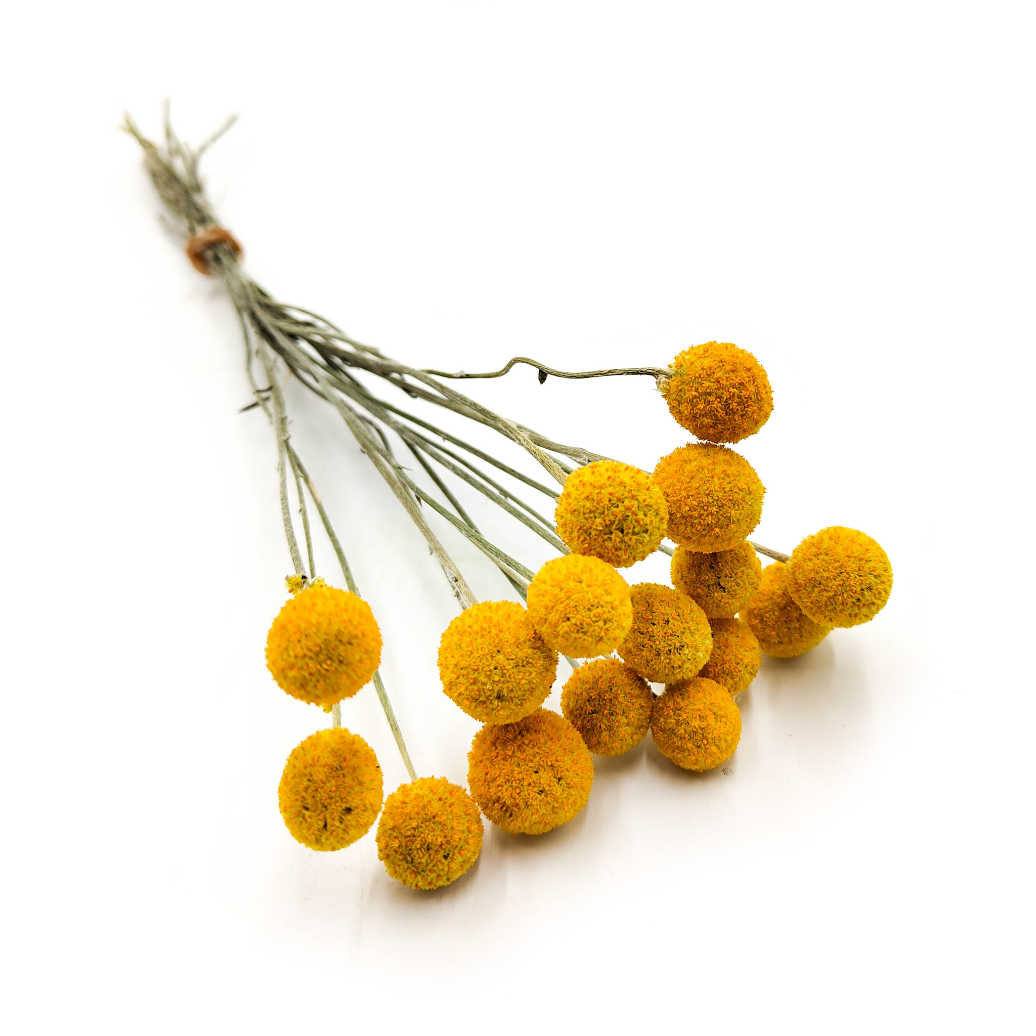 Craspédia Séchée – Jaune – Naturelle – 16 Tiges