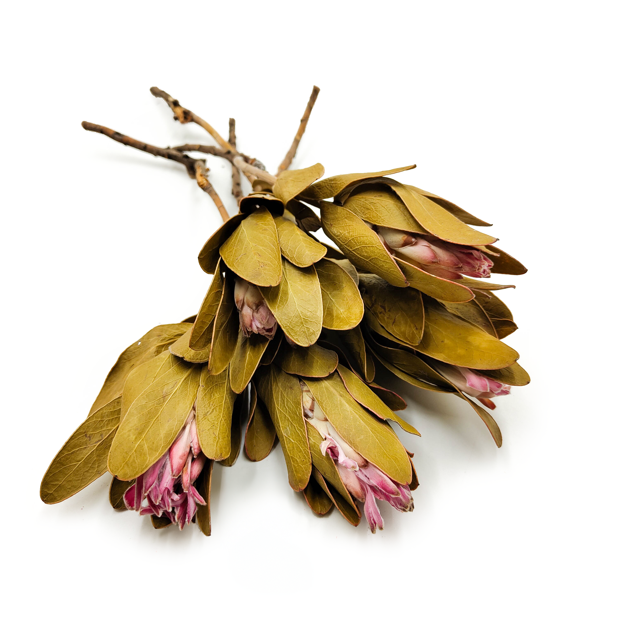 Protéa (Protea Repens) – Rose – Lot de 5