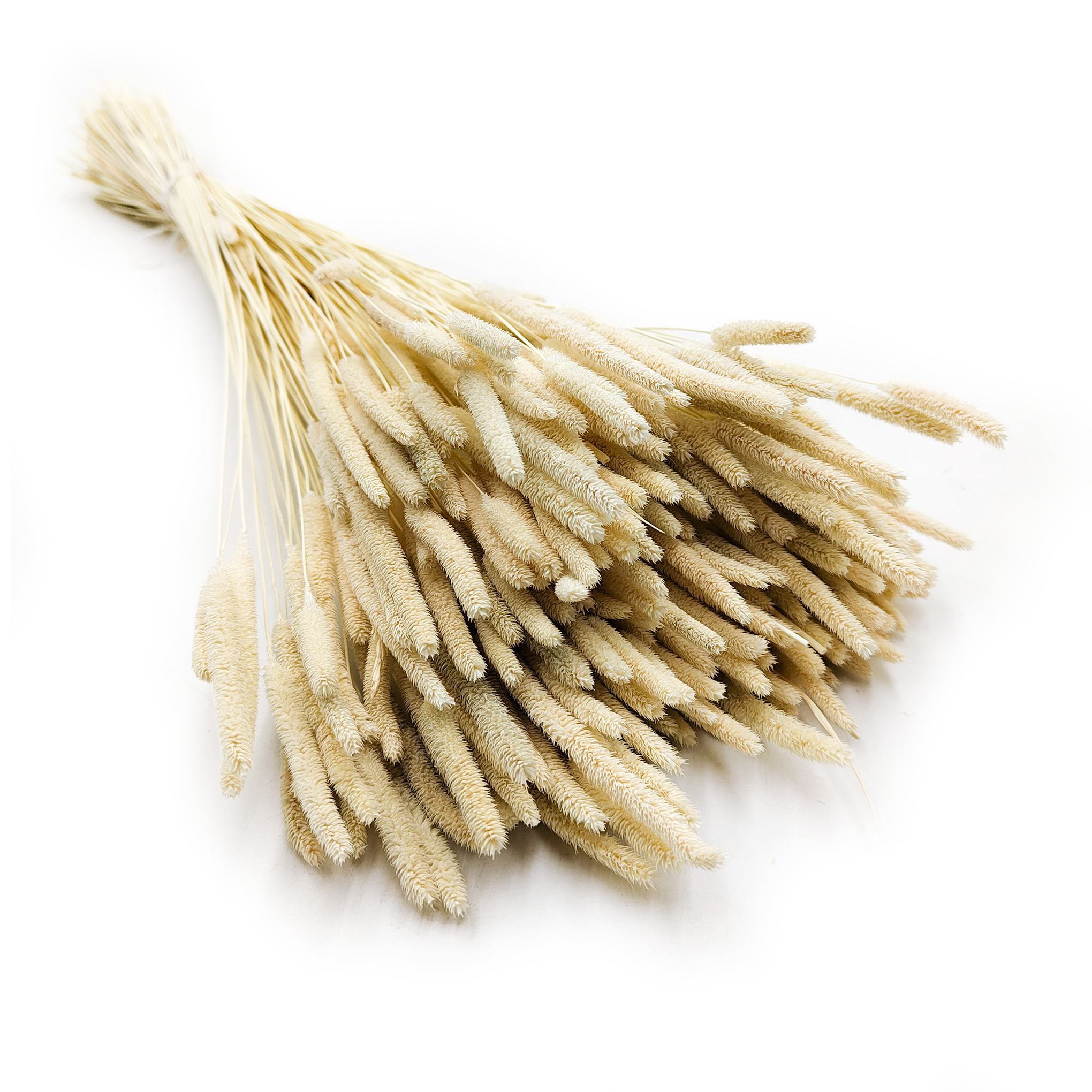 Herbe séchée – Fléole (Phleum) – Blanchie