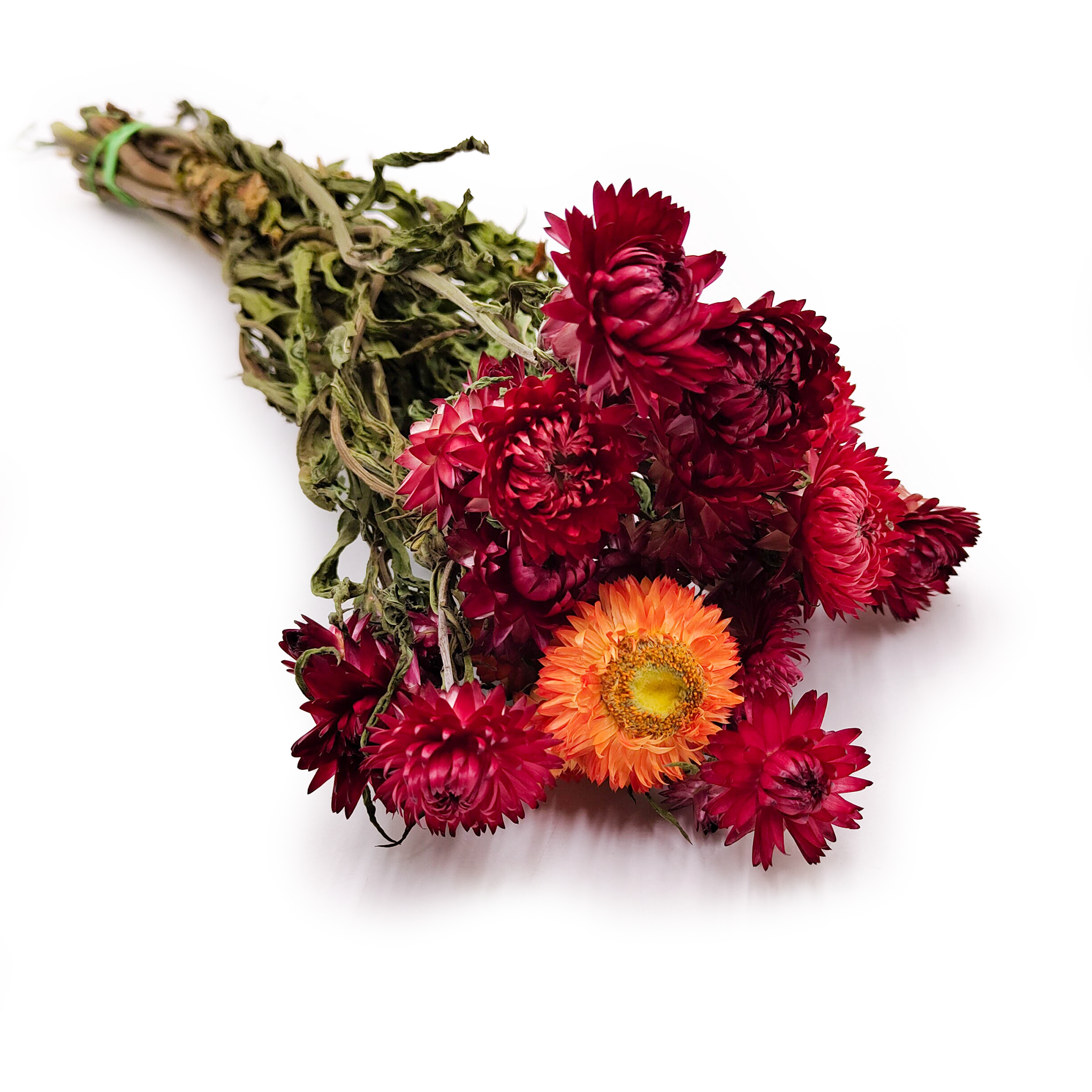 Immortelle Séchée – (Helichrysum) – Rouge