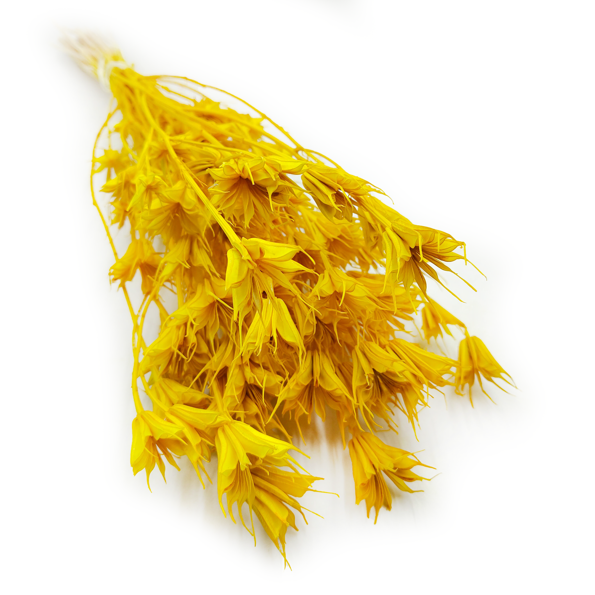 Nigelle Orientale Séchée – (Nigella Orientalis) – Jaune