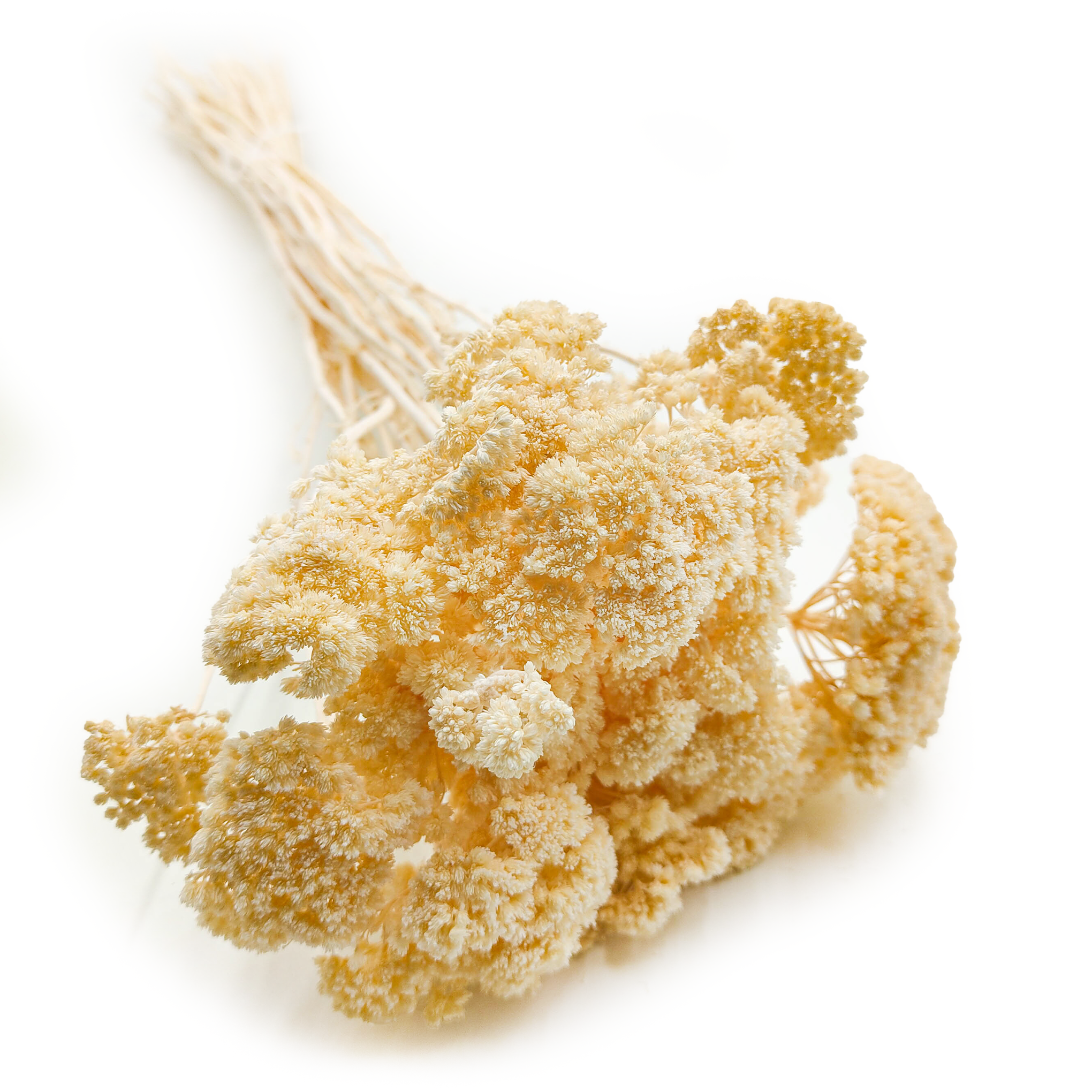 Achillée Séchée – (Achillea) – Blanchie
