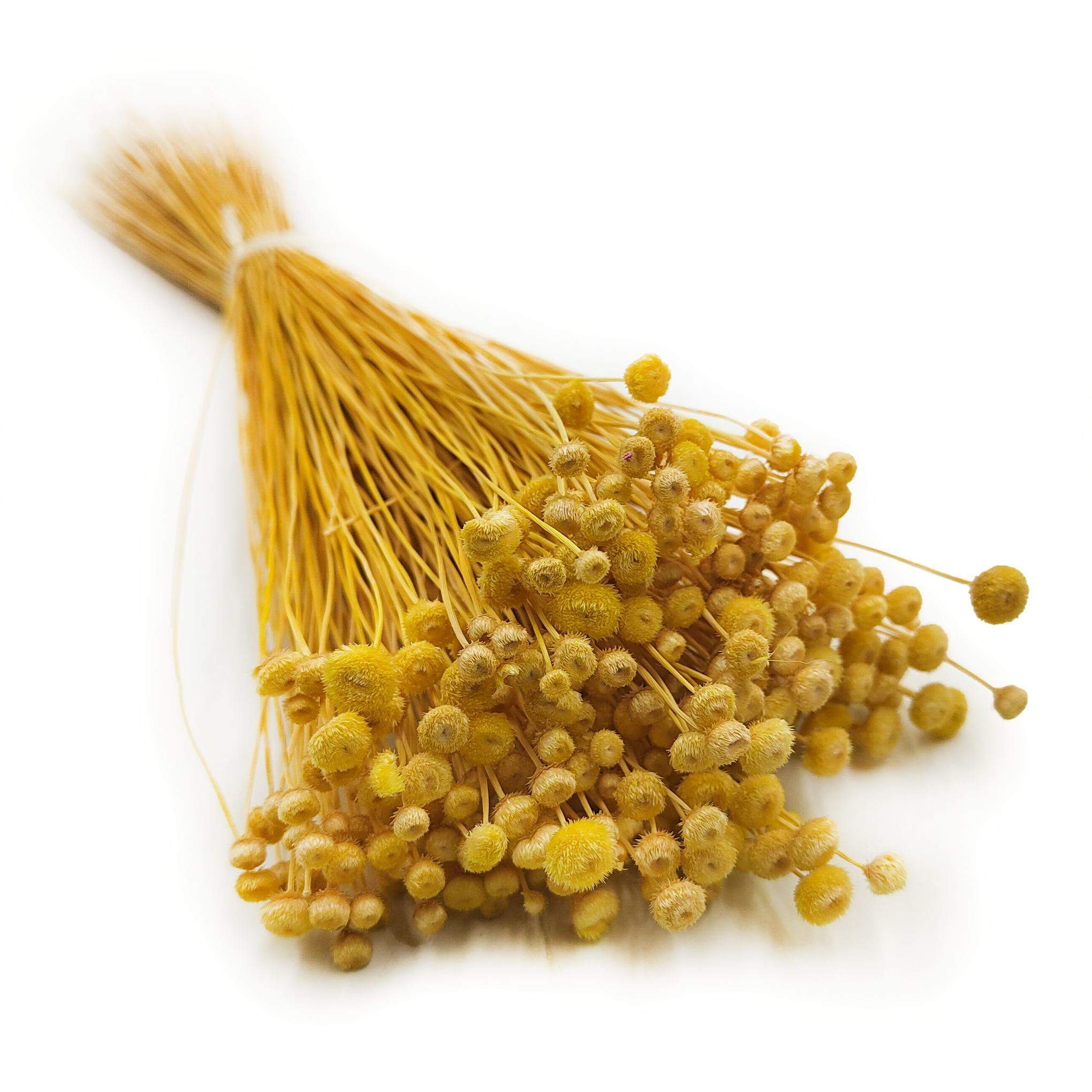 Botao Amarelino – (Amarelinho) – Jaune