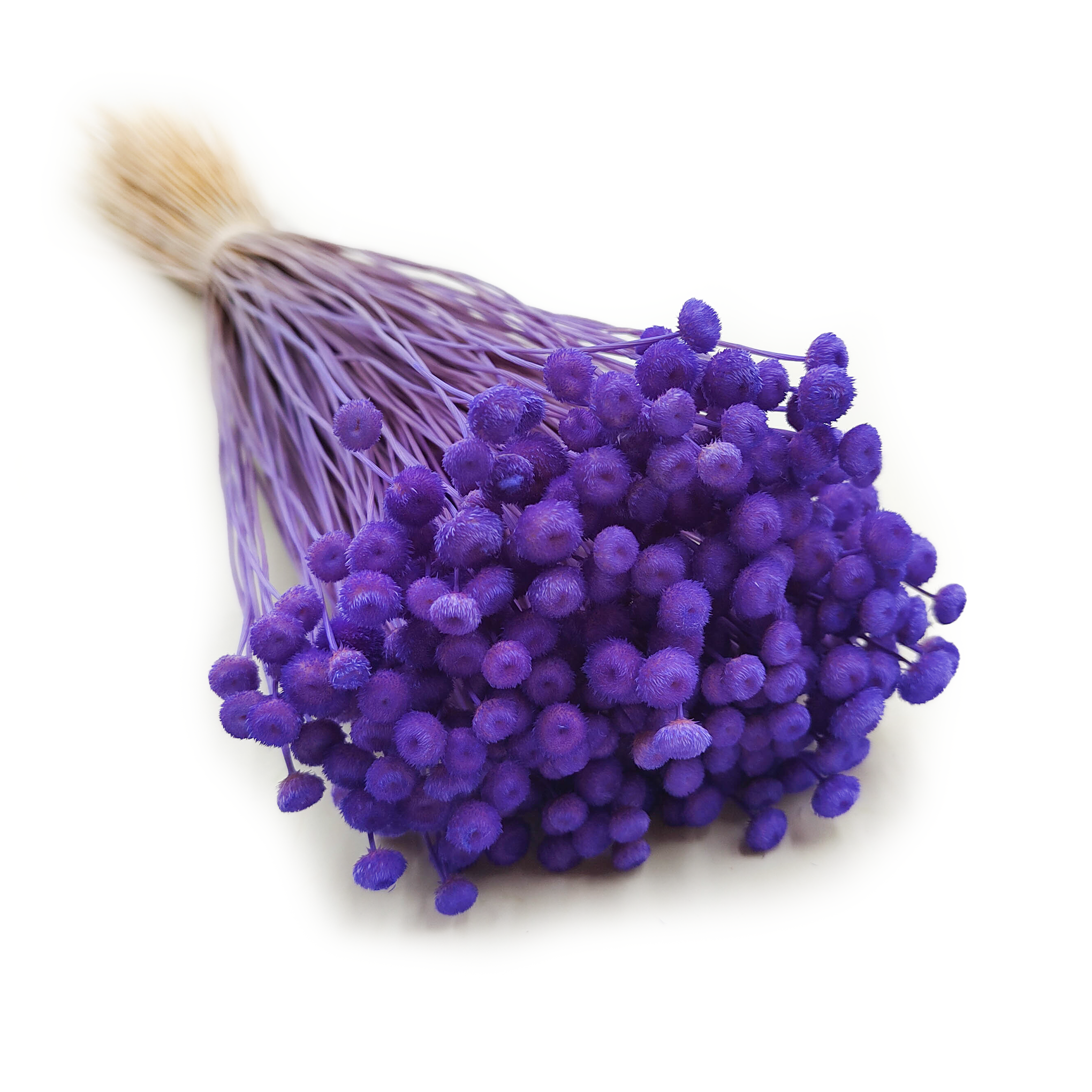 Botao Amarelino – (Amarelinho) – Violet Bleuet