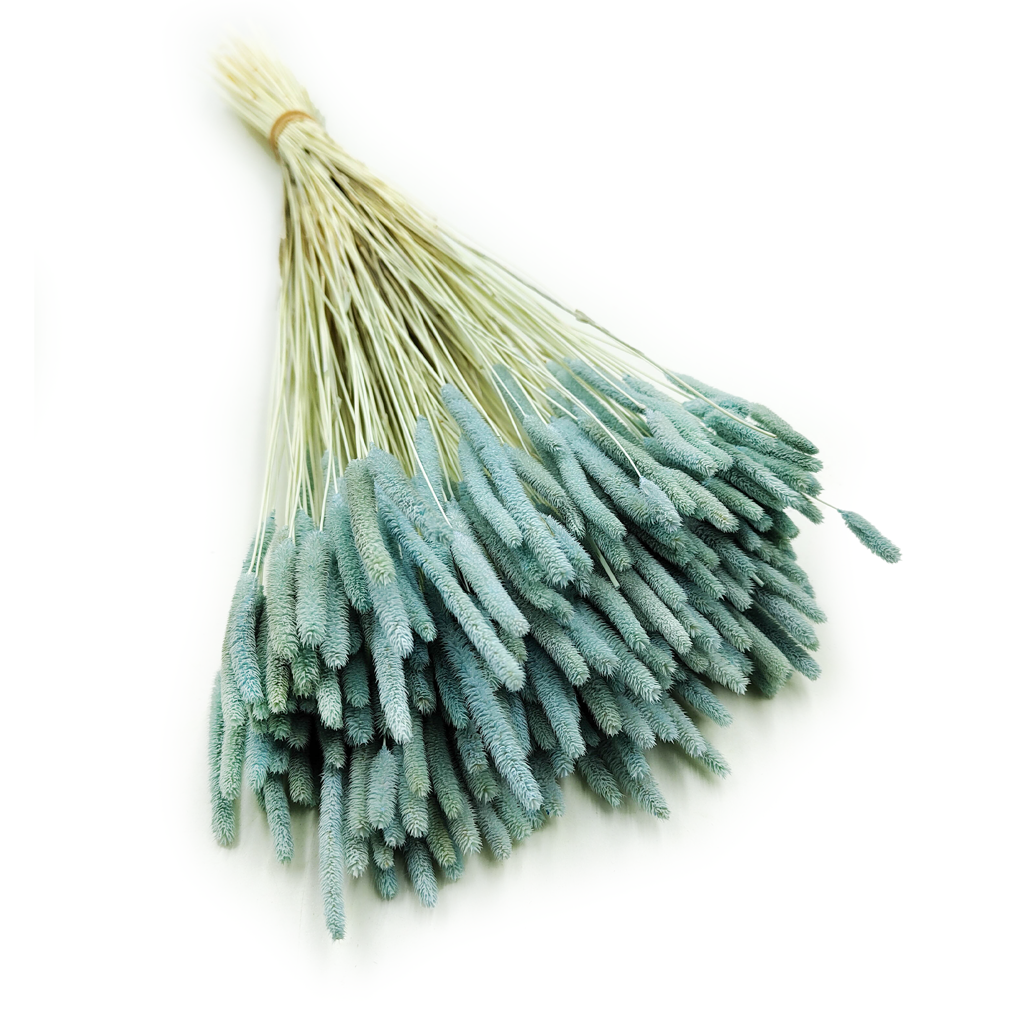Herbe séchée – Fléole (Phleum) – Menthe