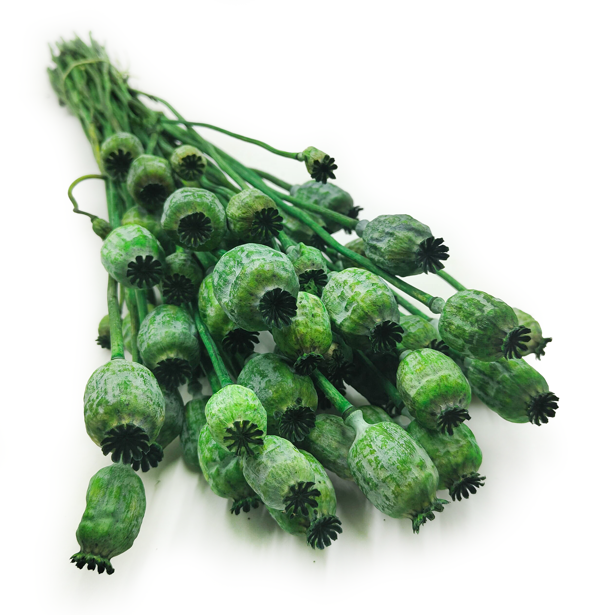 Capsule de pavot séchée – Papaver – Verte
