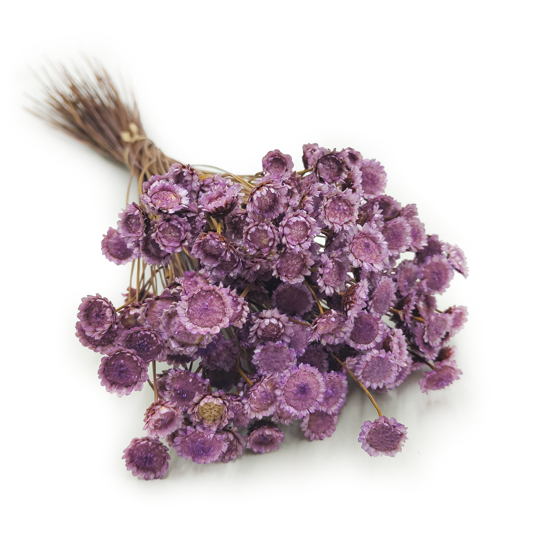 Glixia Séchée BIG – (Comanthera, Glixia Marcela) – Lavande