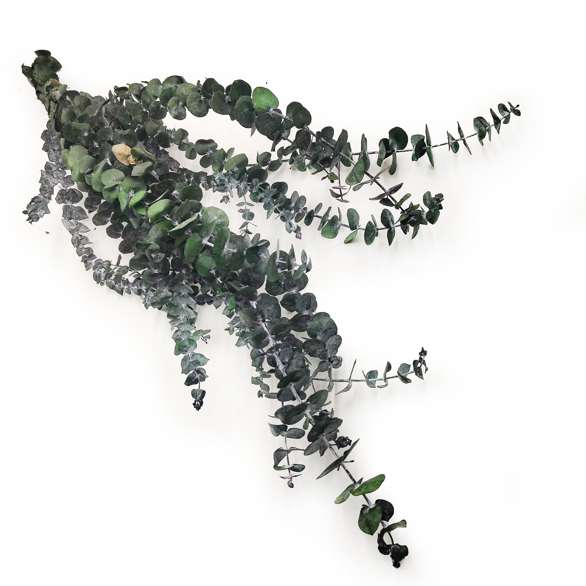Eucalyptus stabilisé – Baby – Vert