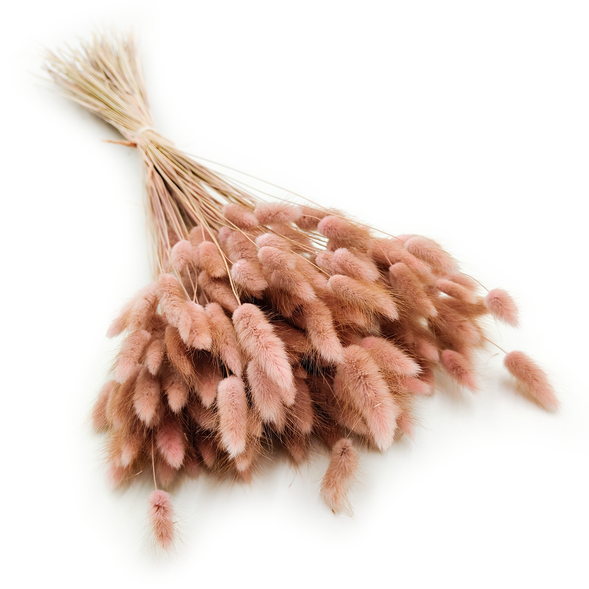 Lagurus séché – Queue-de-lièvre – Rose Ancien