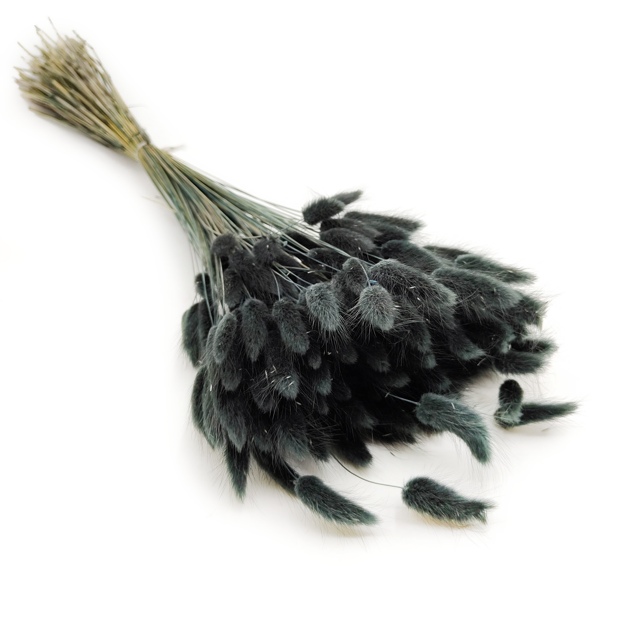 Lagurus séché – Queue-de-lièvre – Noir