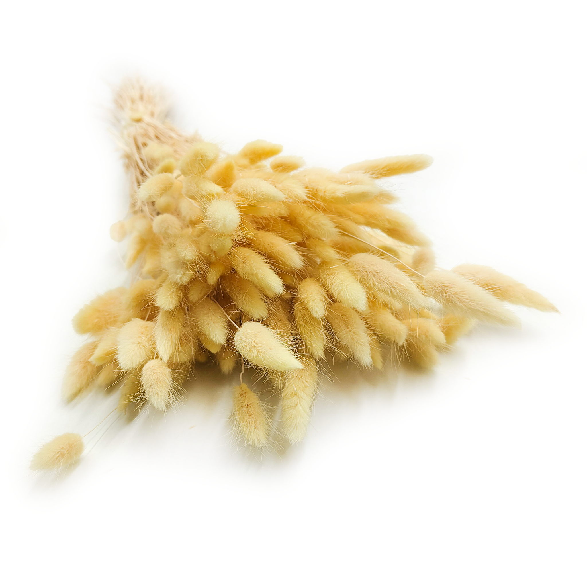 Lagurus séché – Queue-de-lièvre – Crème