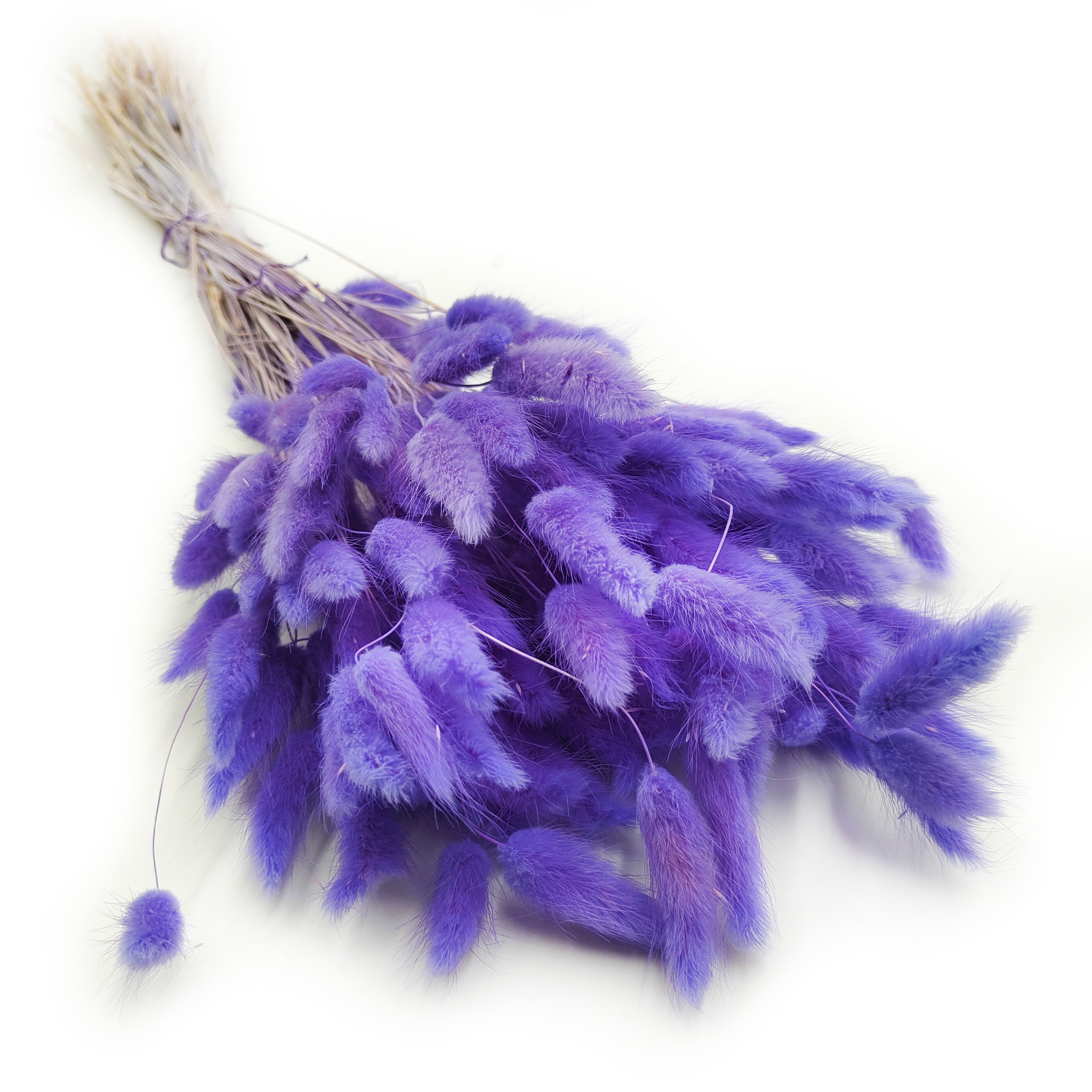 Lagurus séché – Queue-de-lièvre – Lilas