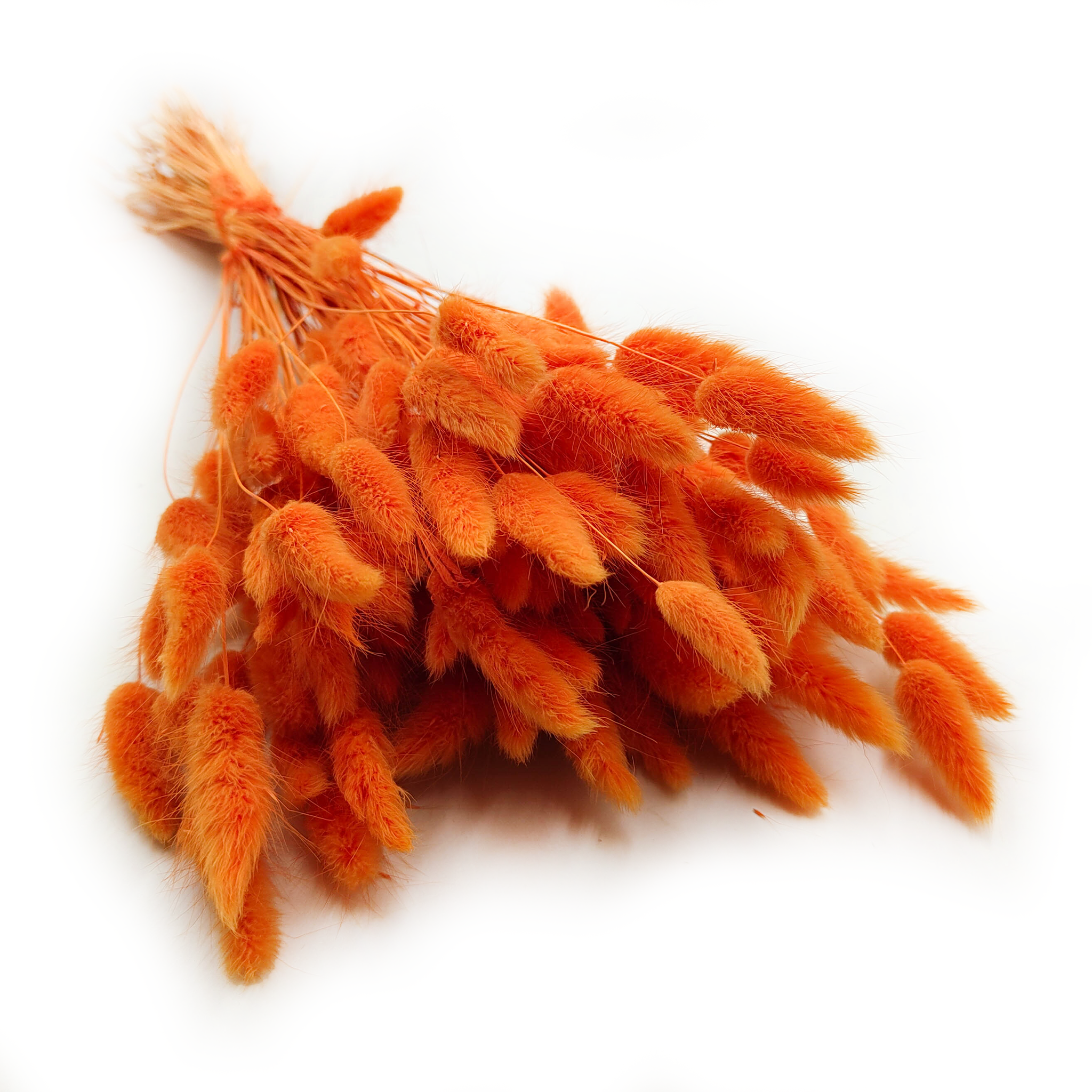 Lagurus séchée – Queue-de-lièvre – Mandarine