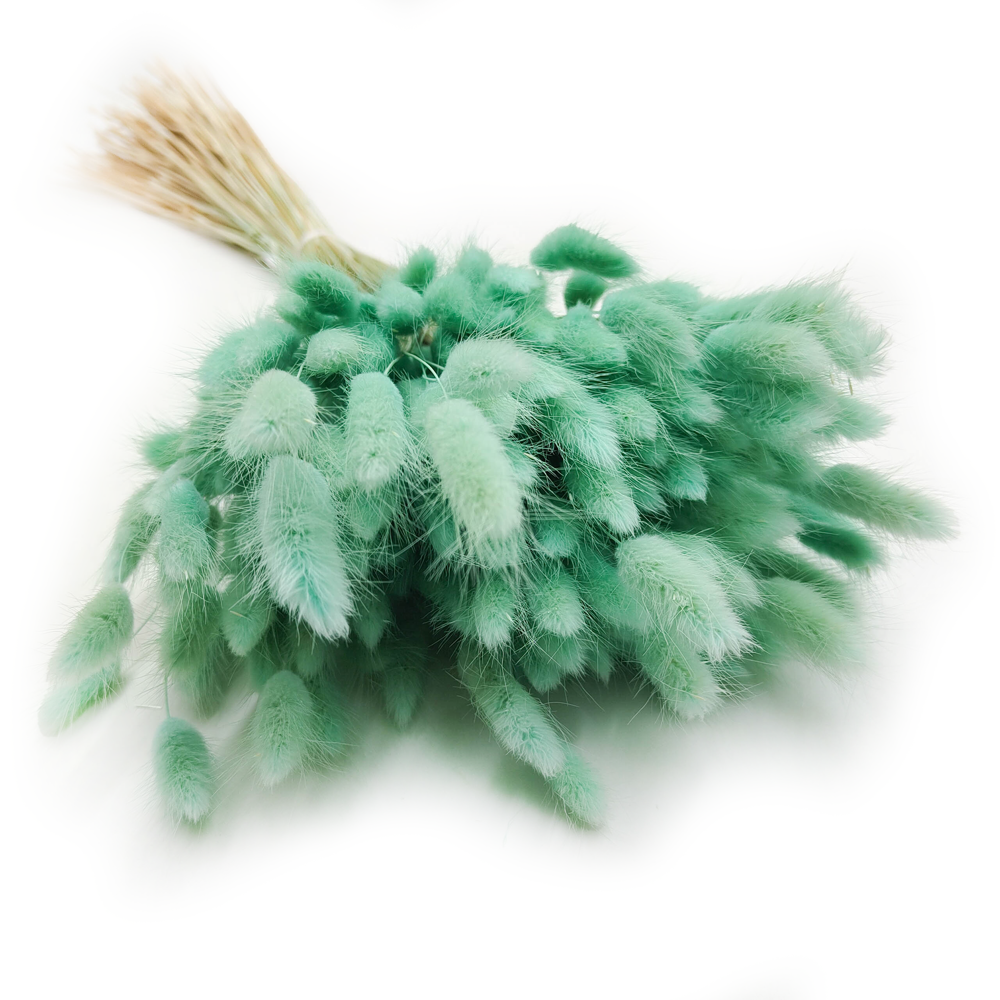 Herbe Lagurus séchée – Queue-de-lièvre – Menthe
