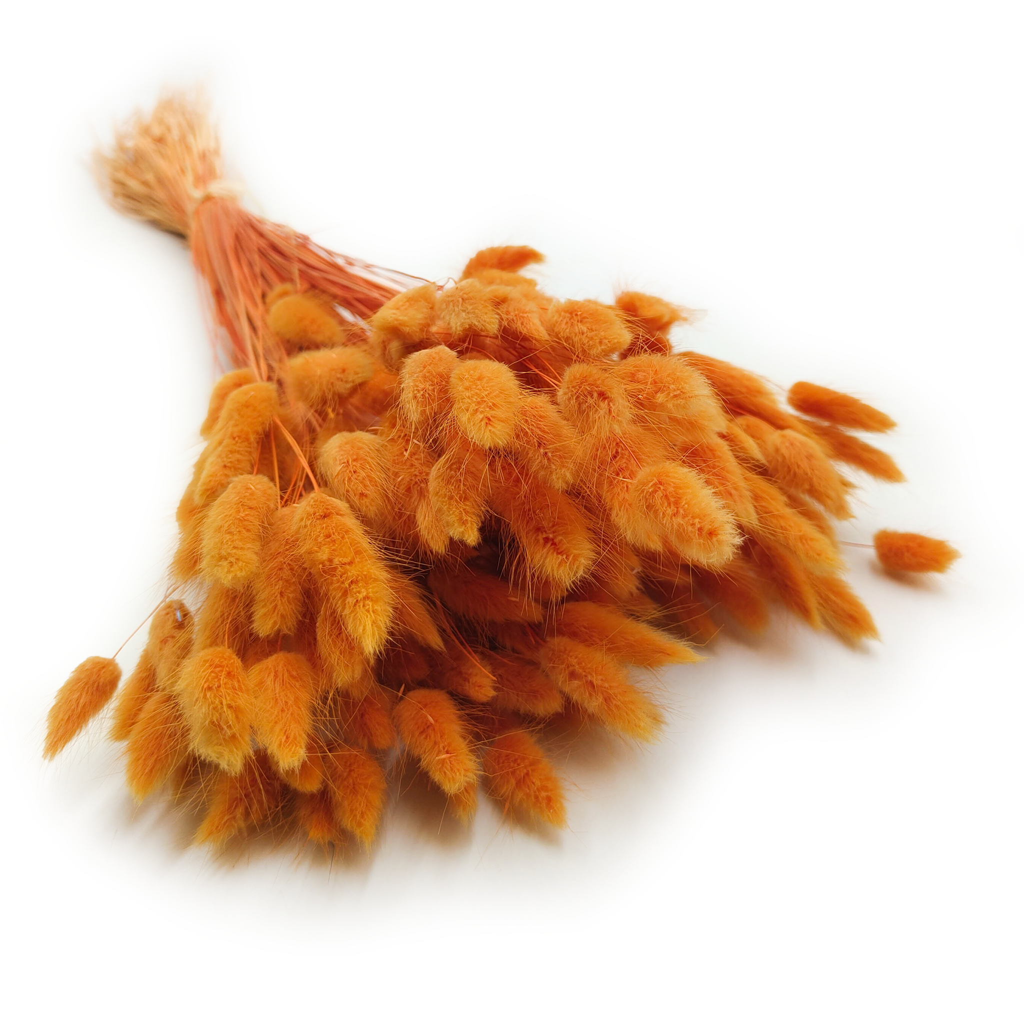 Lagurus séché – Queue-de-lièvre – Orange