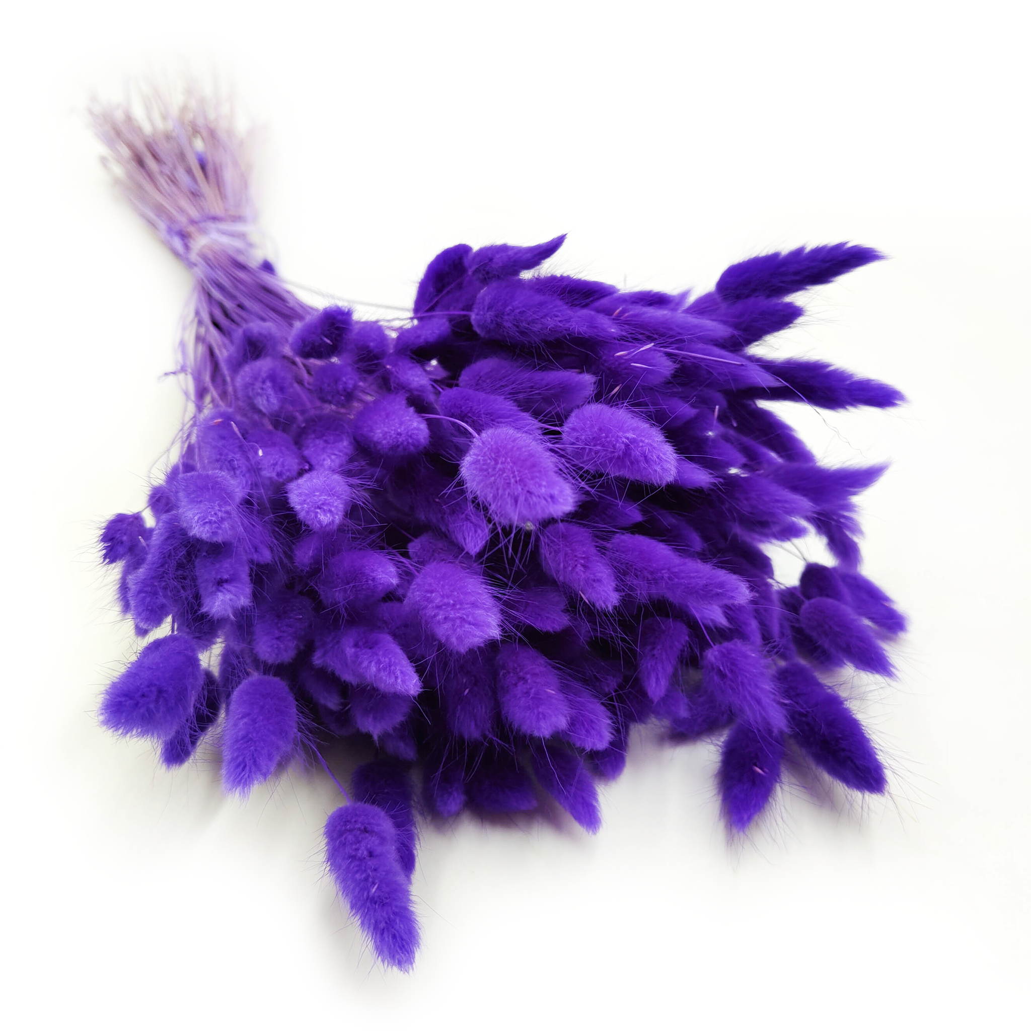 Lagurus séché – Queue-de-lièvre – Ultra Violet