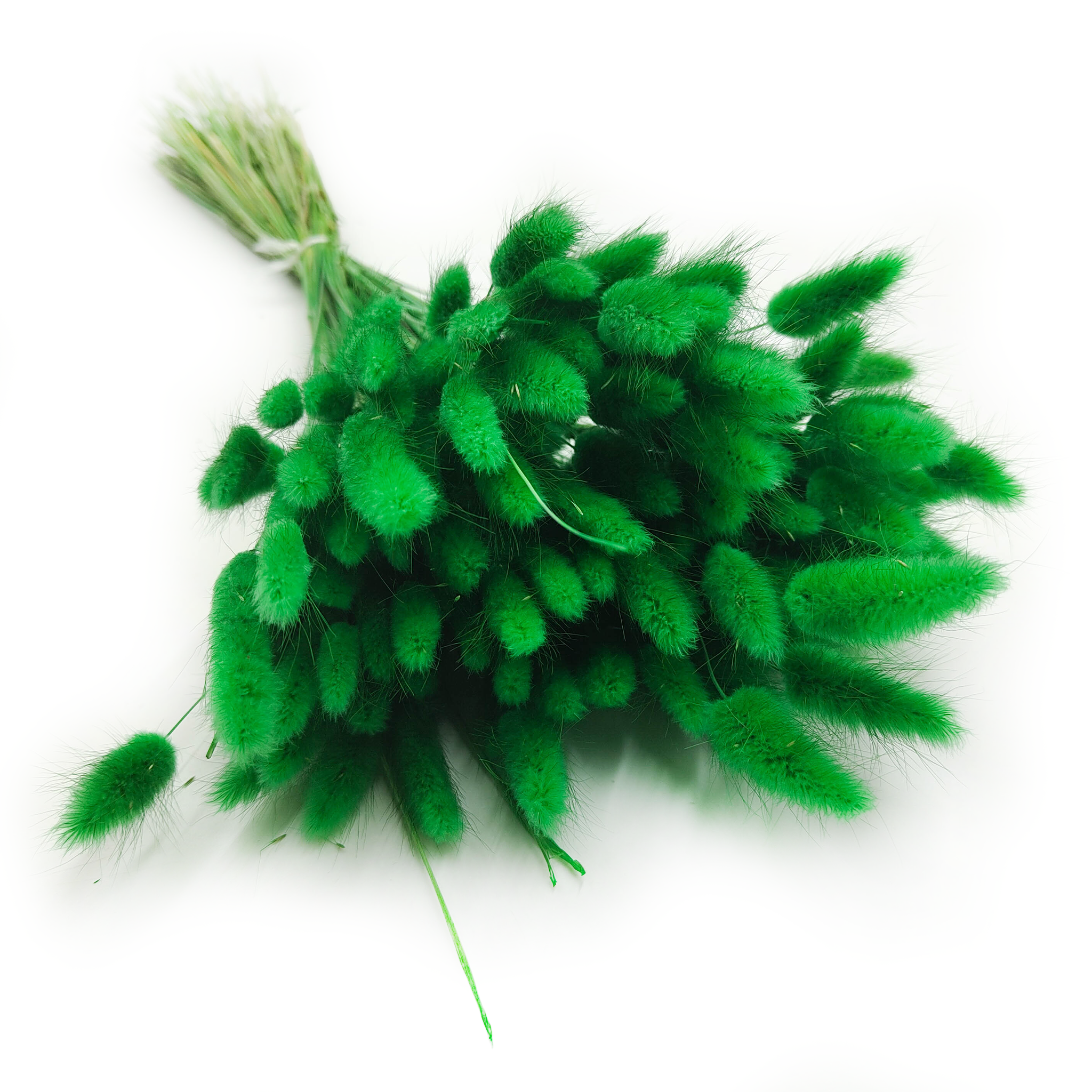 Lagurus séché – Queue-de-lièvre – Vert