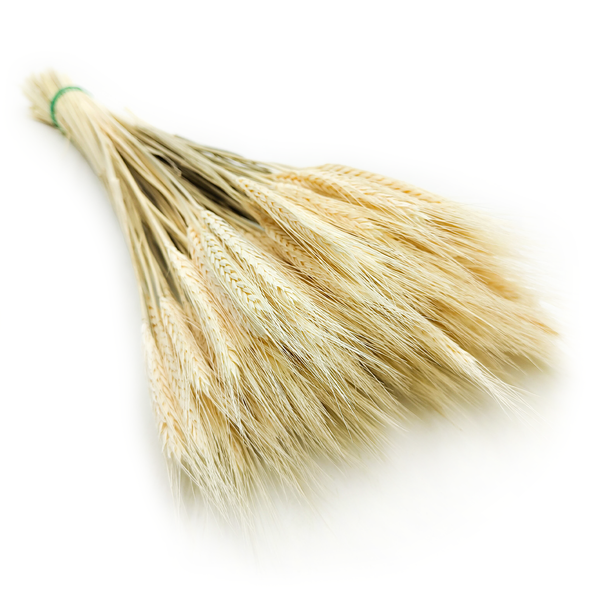 Triticale séché – Blanchi