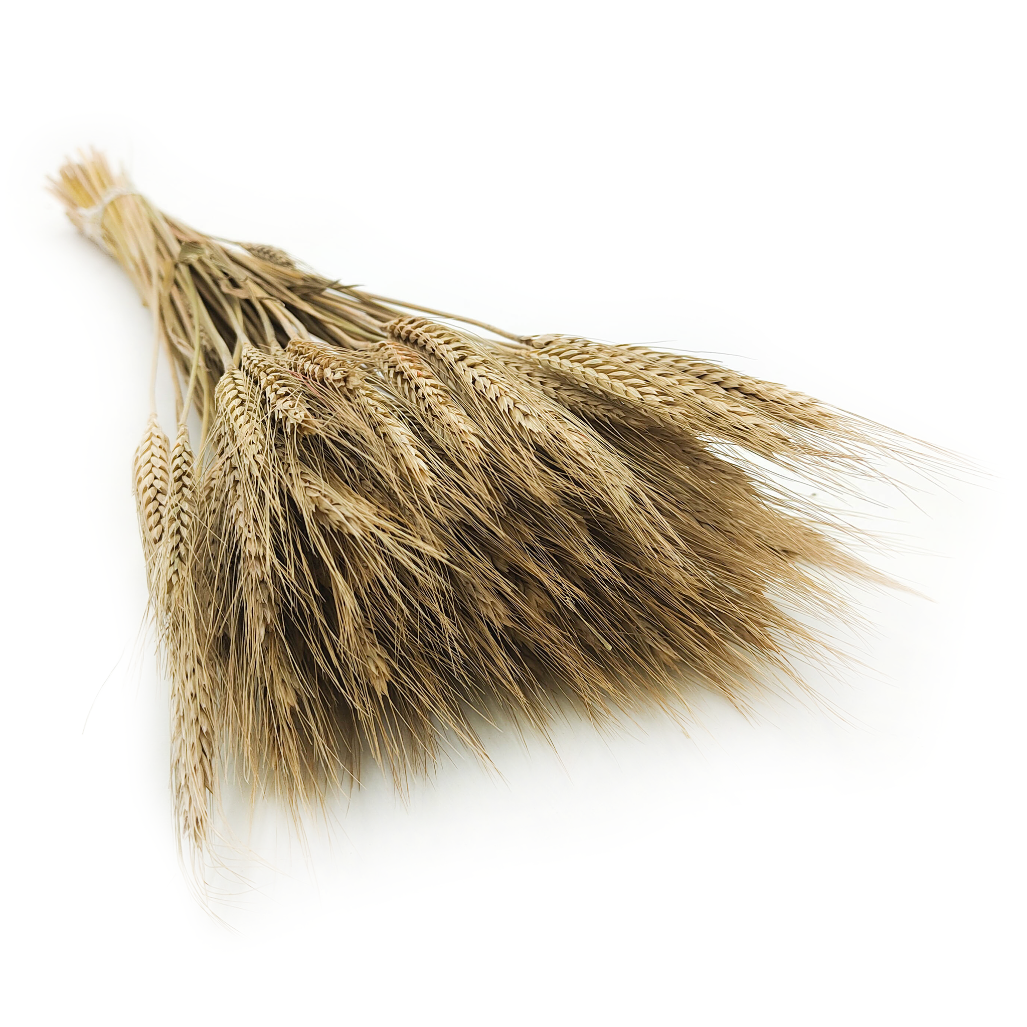 Triticale séché – Naturel