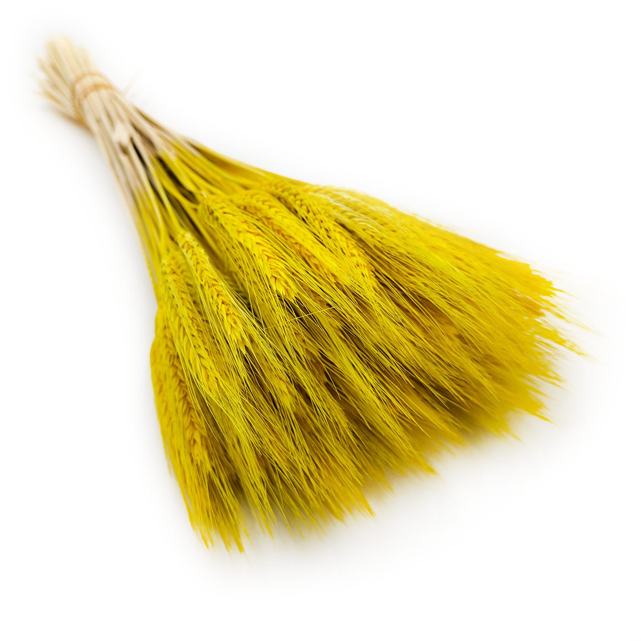 Triticale séché – Jaune