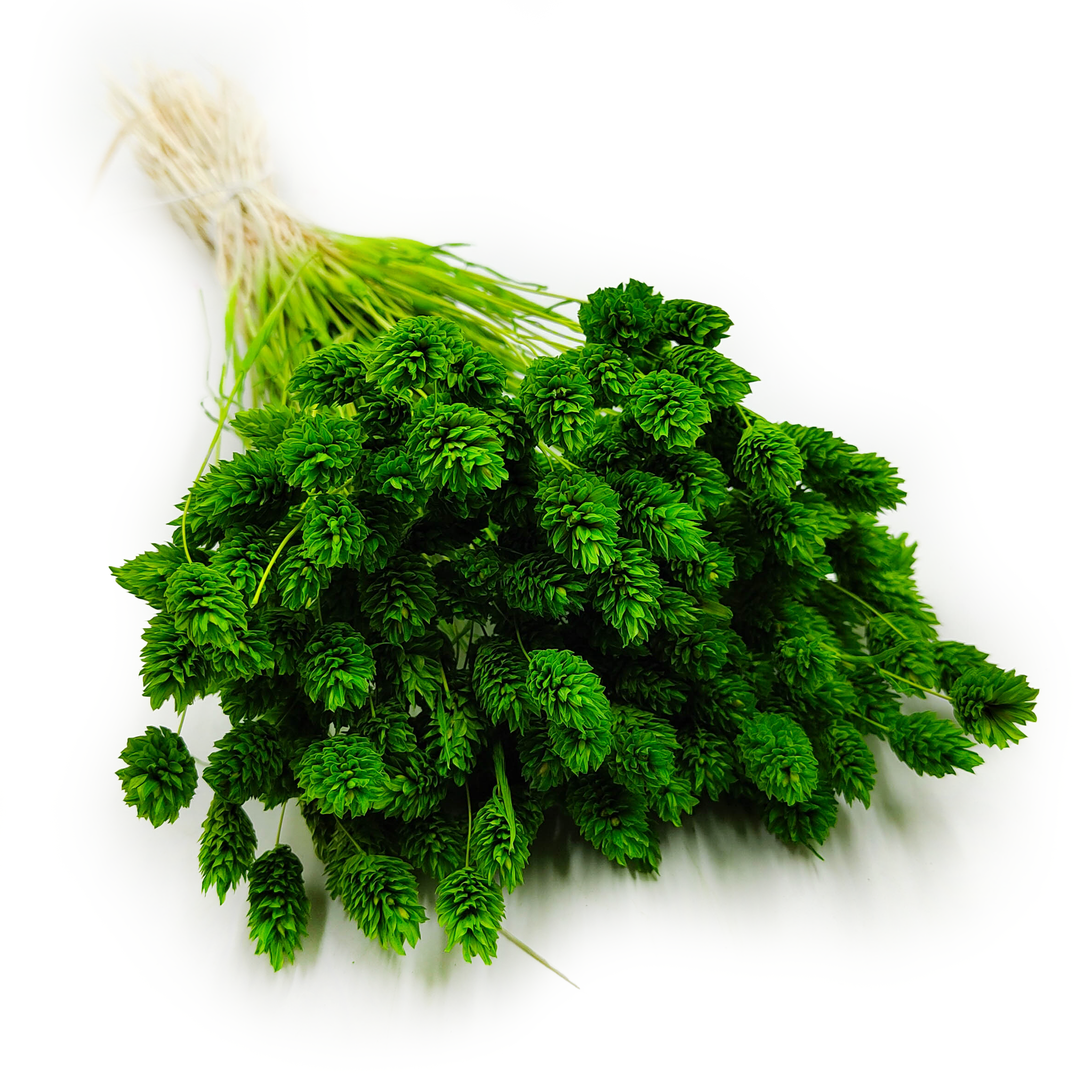 Phalaris séché – Vert
