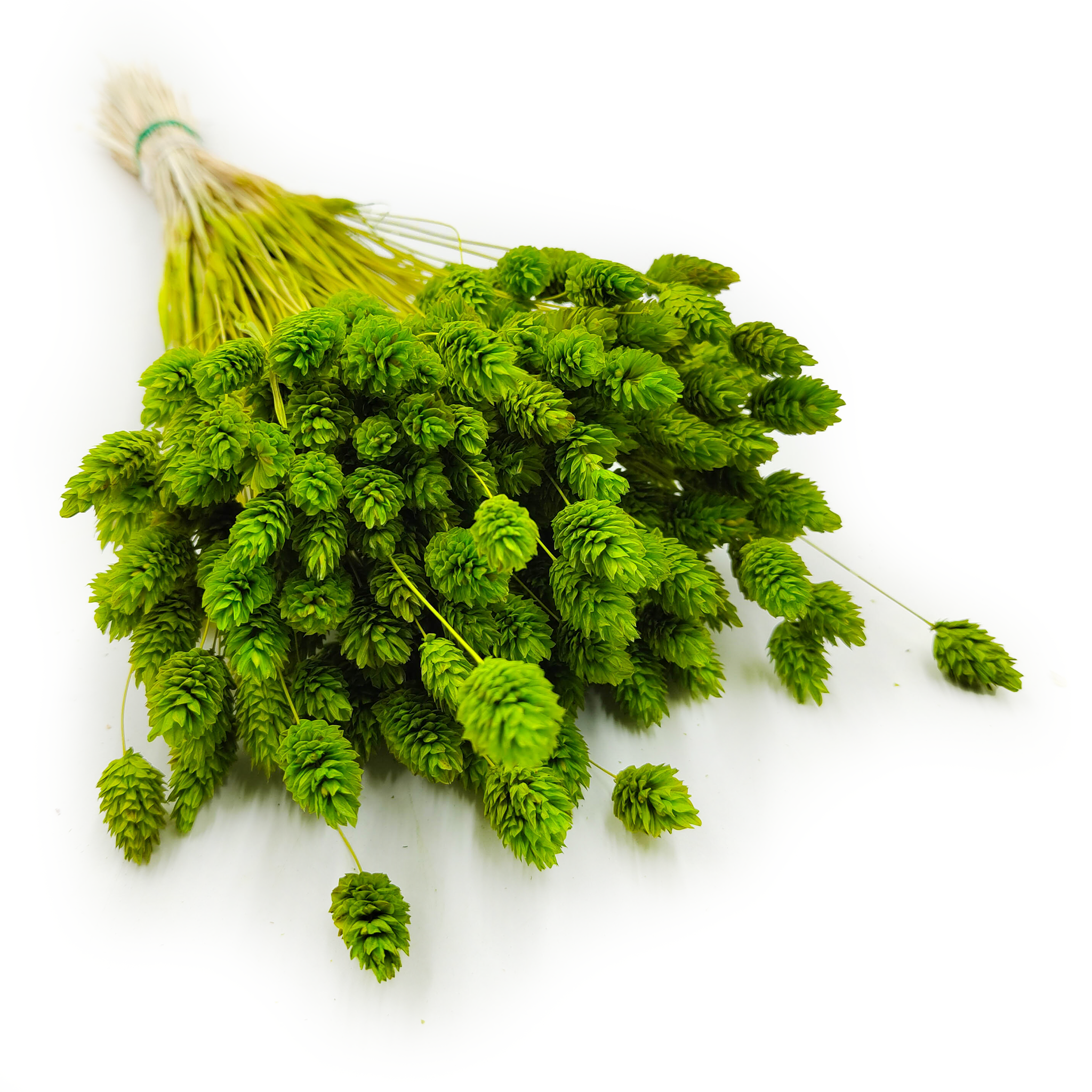  Phalaris séché – Vert clair